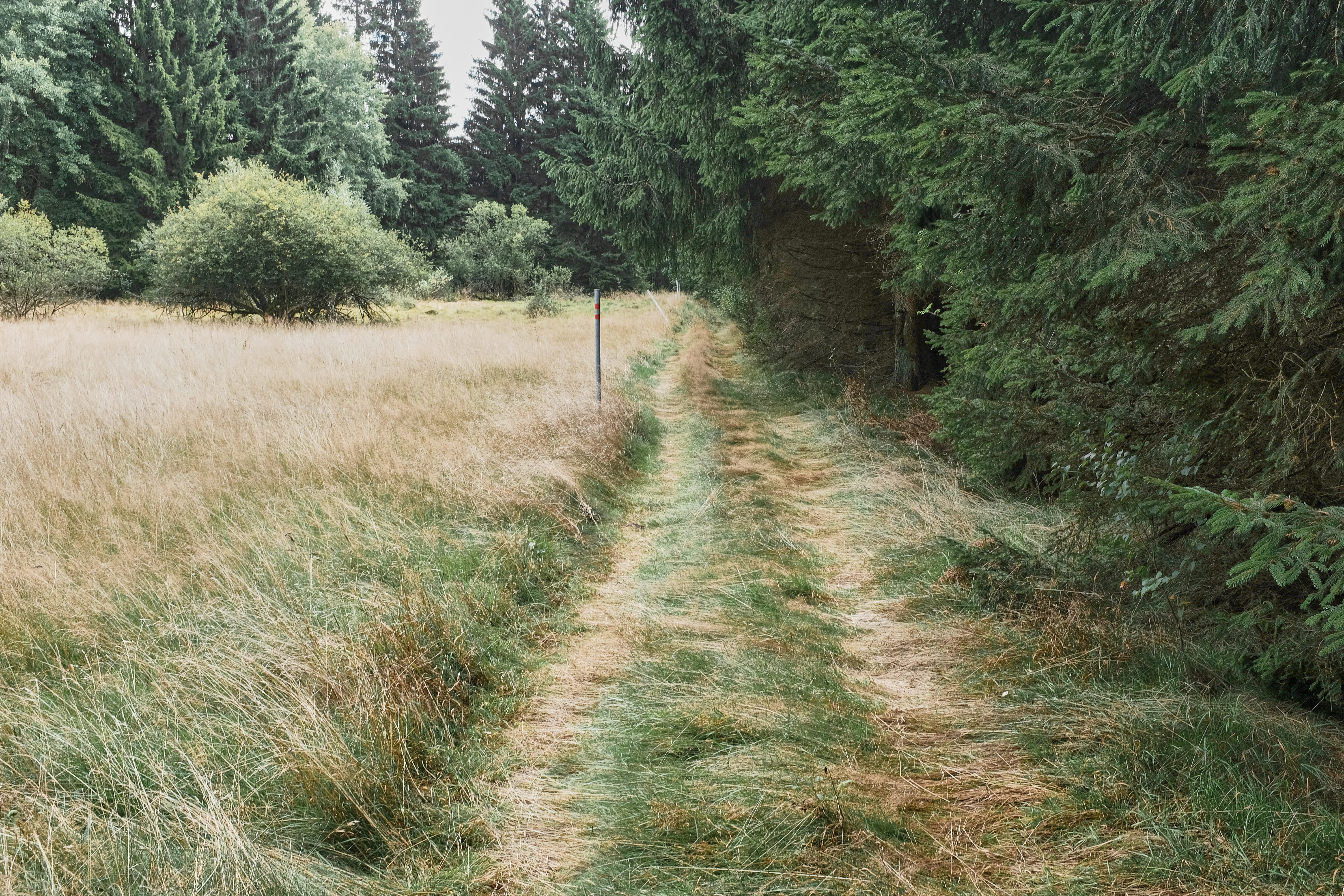 A narrow, grassy dirt path runs through a field of dry grass, bordered on the right by a dense conifer forest and on the left by open meadows.