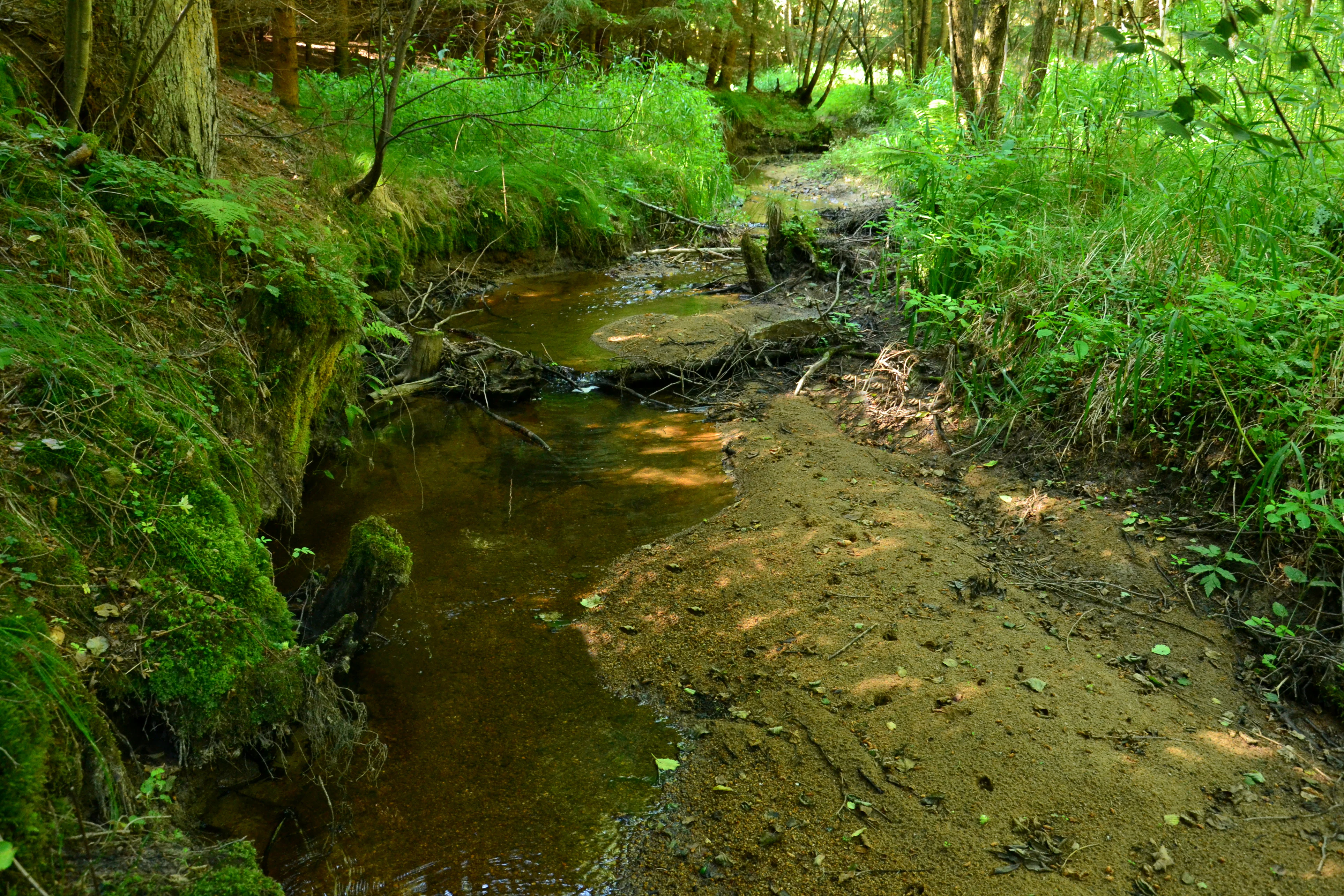 A small, shallow brook flows through a lush, green forest, with a sandy bank to the right and mossy, tree-lined banks to the left.
