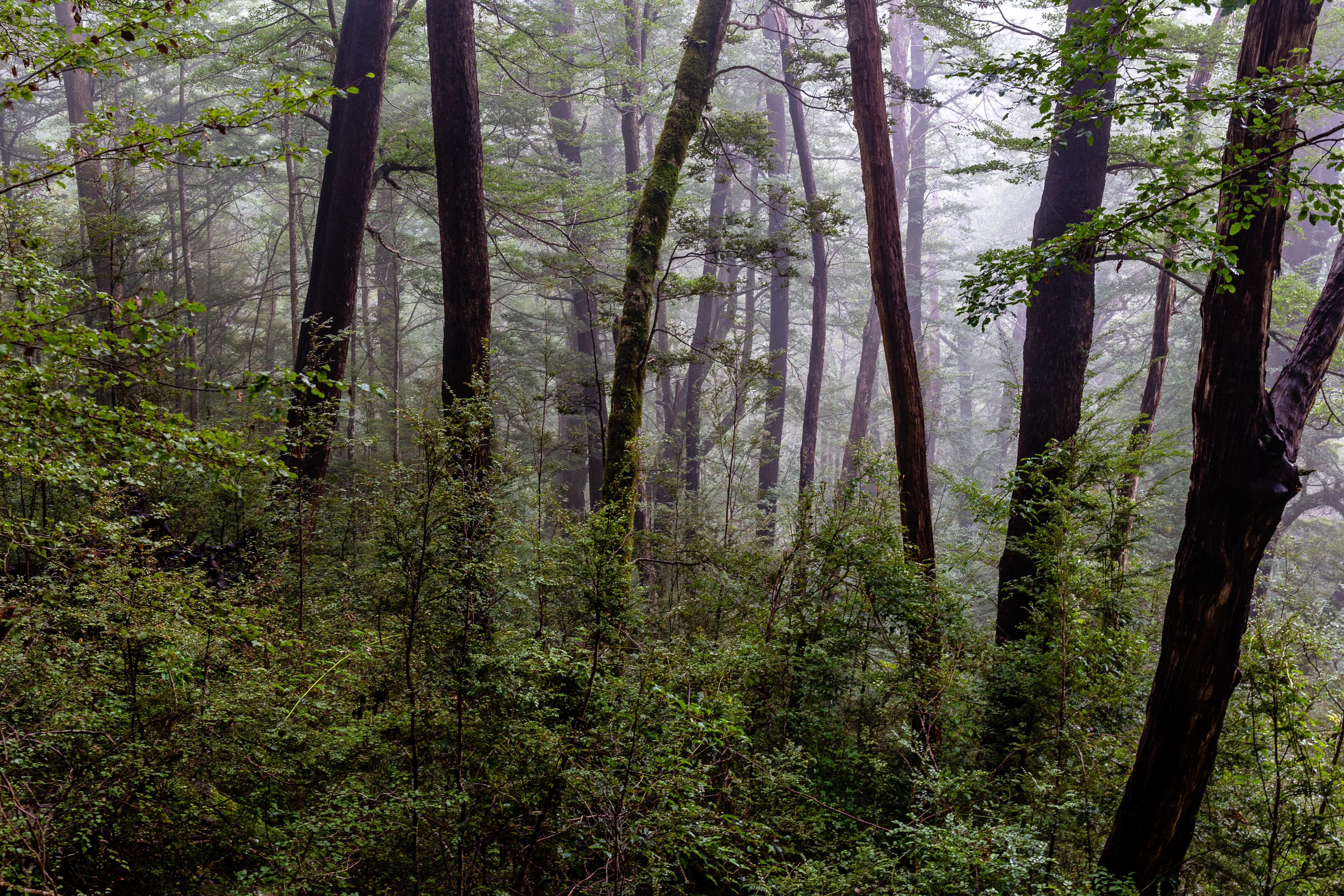 A dense, misty forest scene with tall, dark tree trunks and lush green undergrowth.