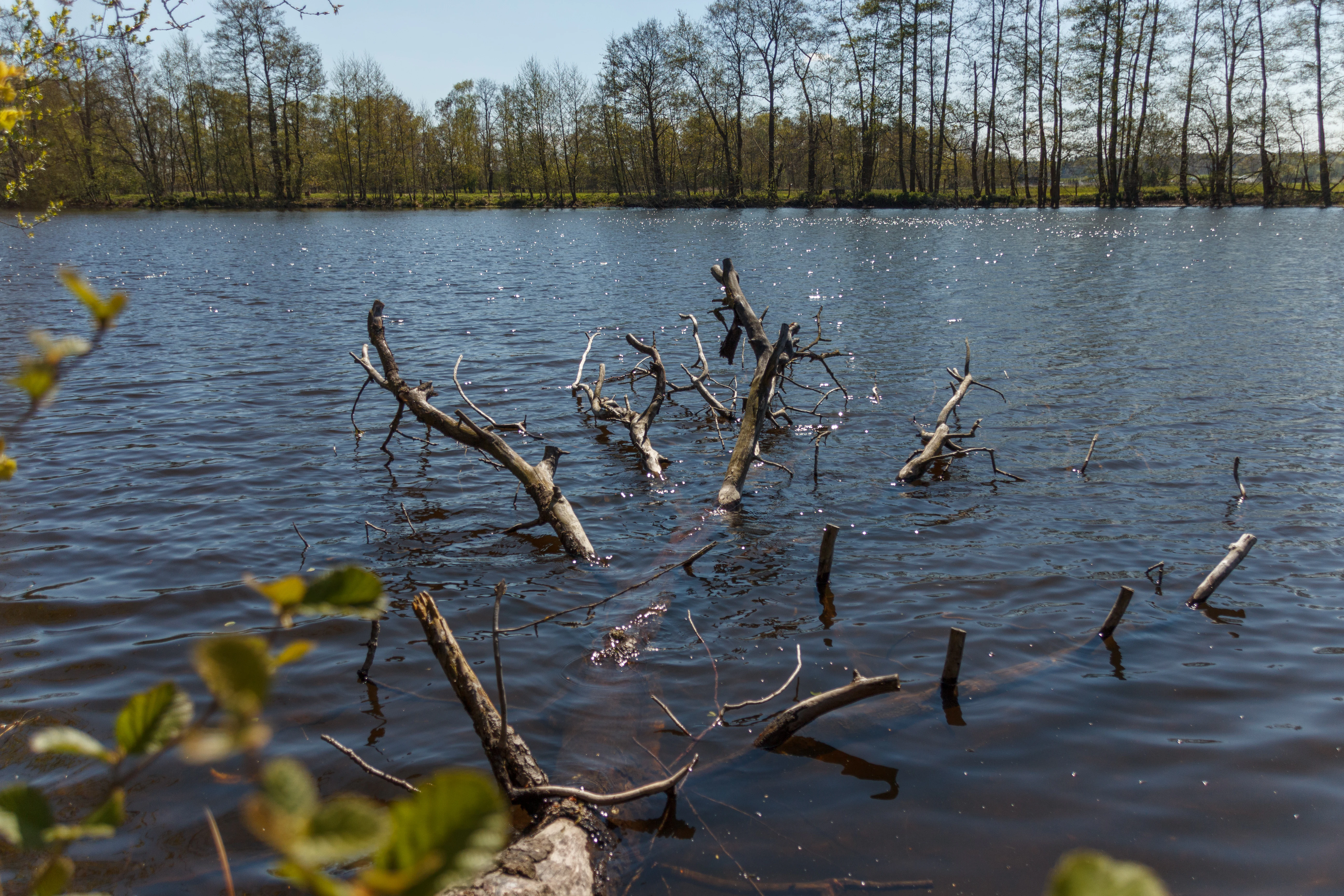 A view of a calm lake in the Viehmoor nature reserve with a partially submerged tree branch in the foreground and a line of trees on the opposite bank under a clear blue sky.