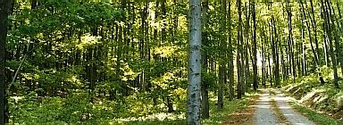 A narrow dirt trail leads into a lush green forest with tall, slender tree trunks and dappled sunlight filtering through the canopy.