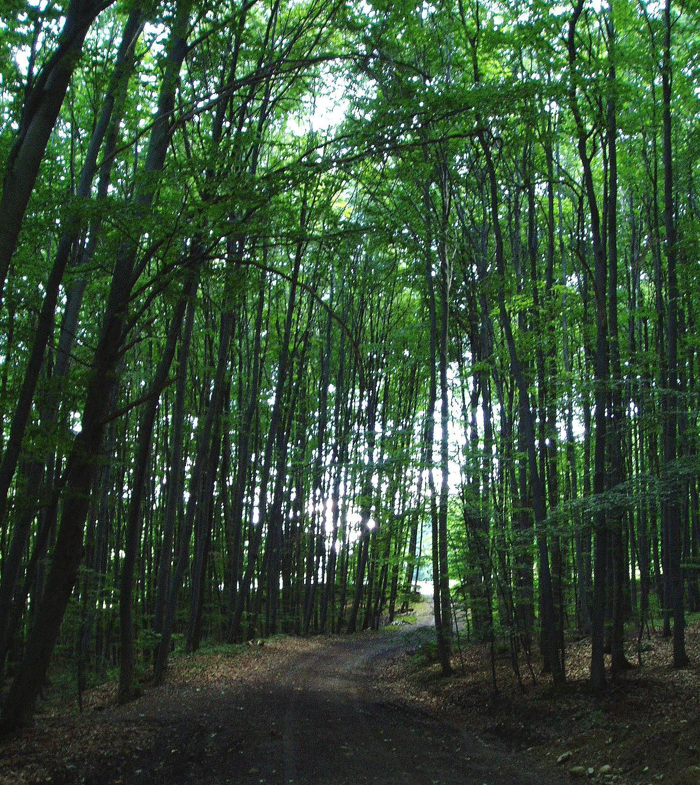 A dirt path leading into a dense, green deciduous forest with tall tree trunks lining the way.