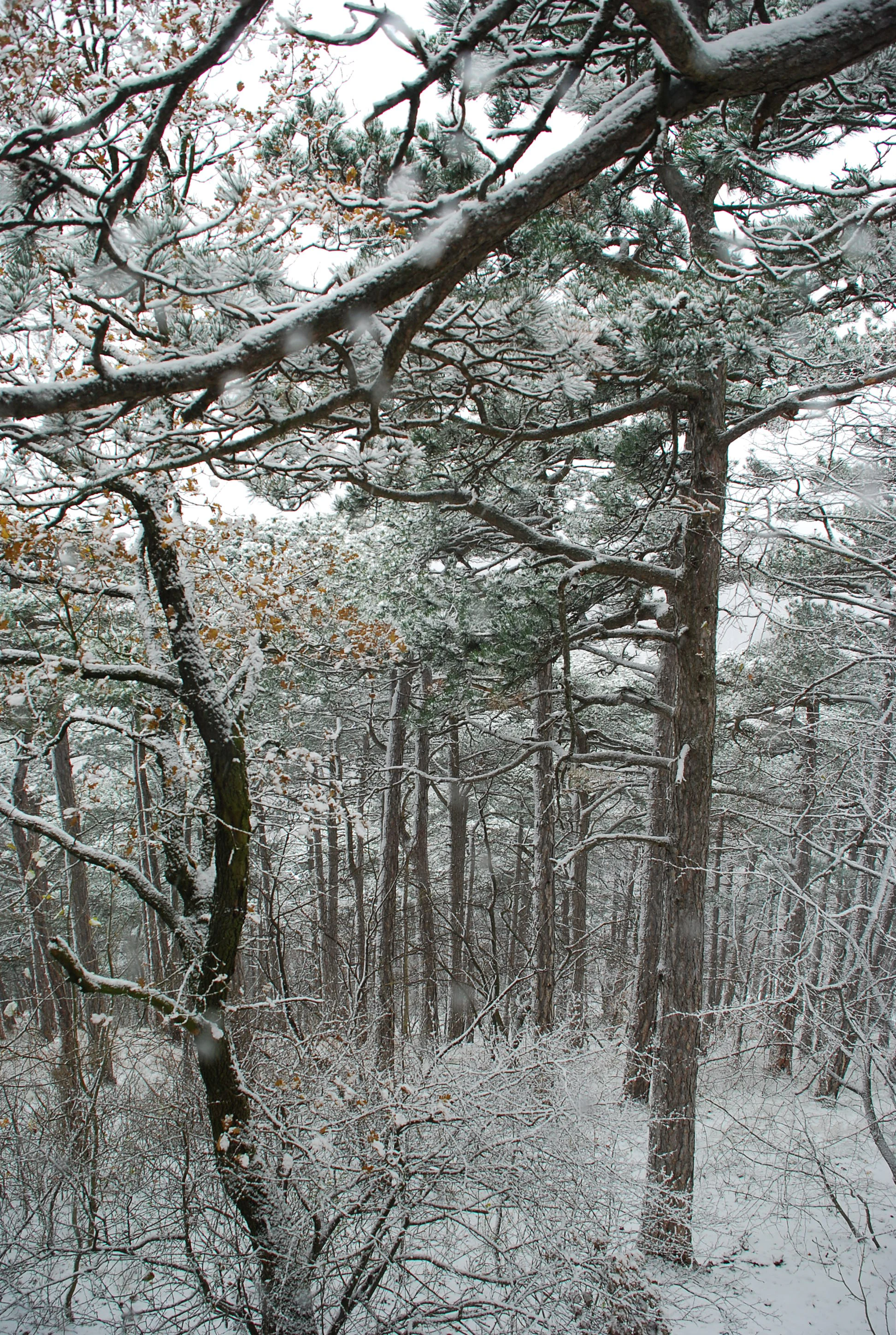 A dense forest of tall, thin pine trees with branches and the forest floor lightly dusted with snow on a cloudy winter day.