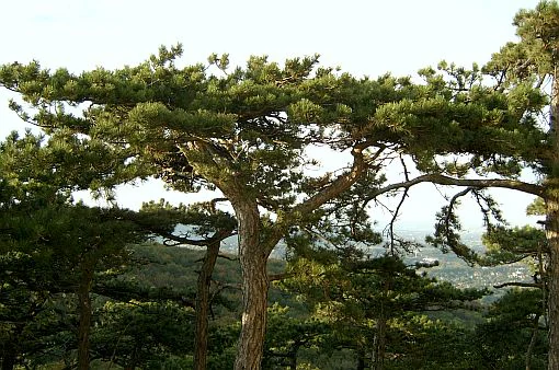 A close-up view of a large, mature pine tree with a flat-topped canopy, known as a Schirmföhre, set against a distant landscape view in the Vienna Woods.