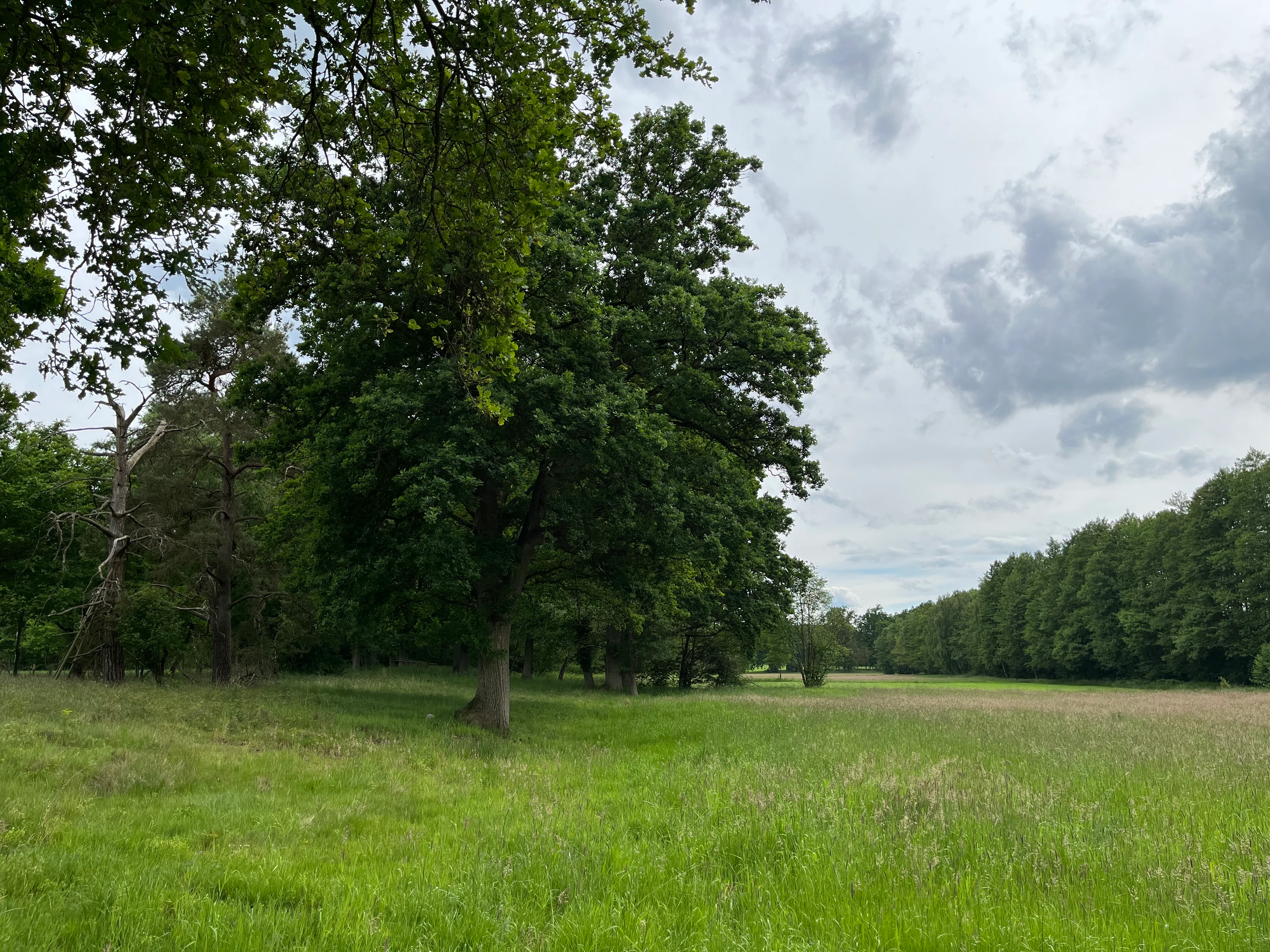 A wide view of a green meadow with scattered deciduous trees and a forest edge under an overcast sky.