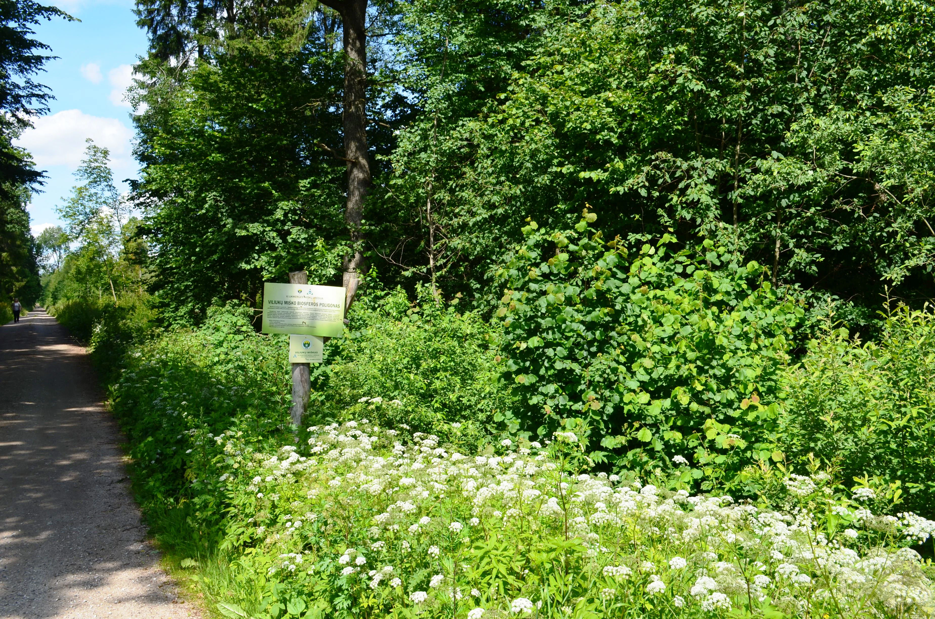 A dirt forest path leads into a dense woodland with a signpost standing near the edge and white wildflowers blooming in the foreground.