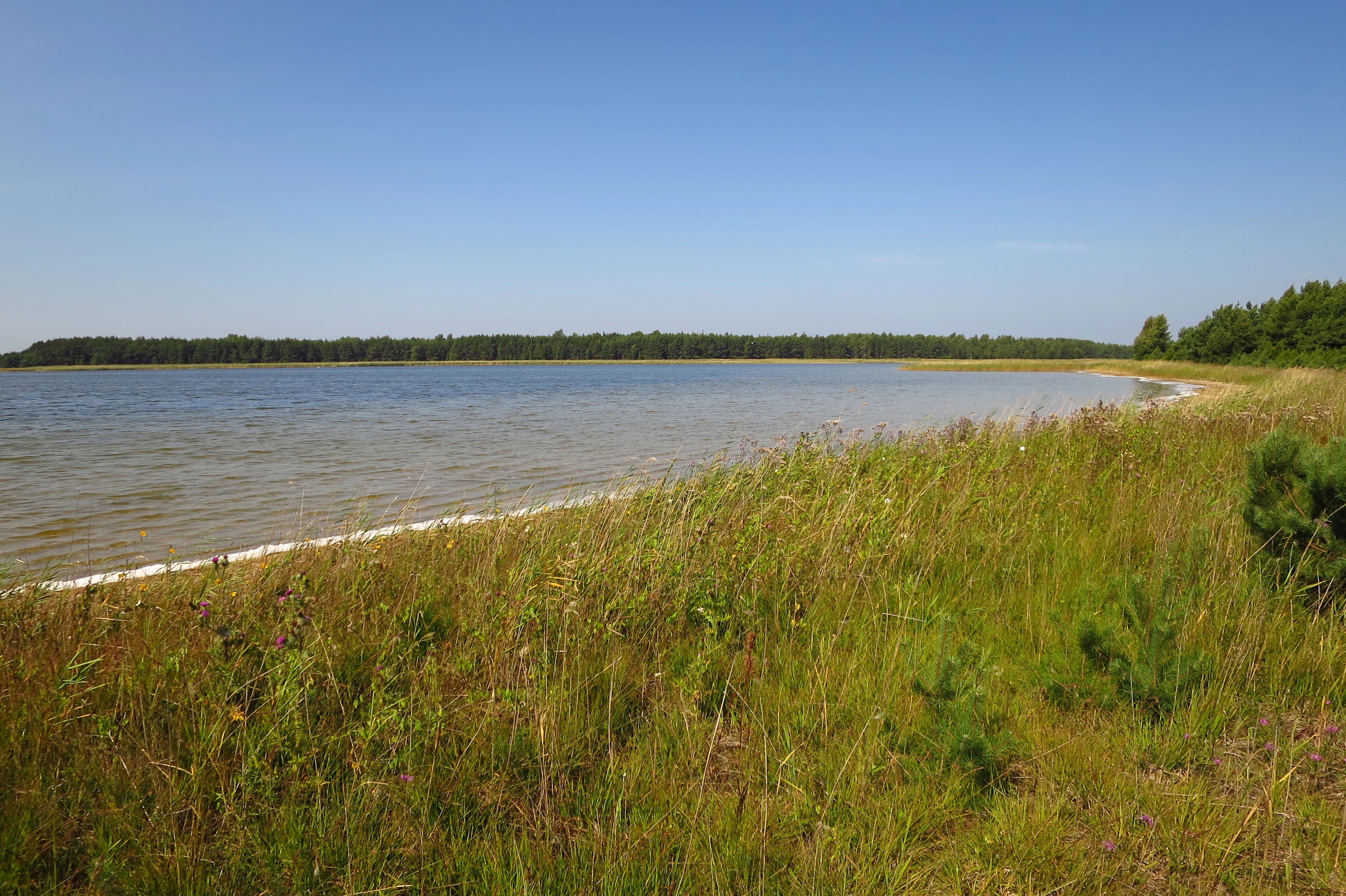 Grassy shoreline with calm water and distant tree line under clear blue sky