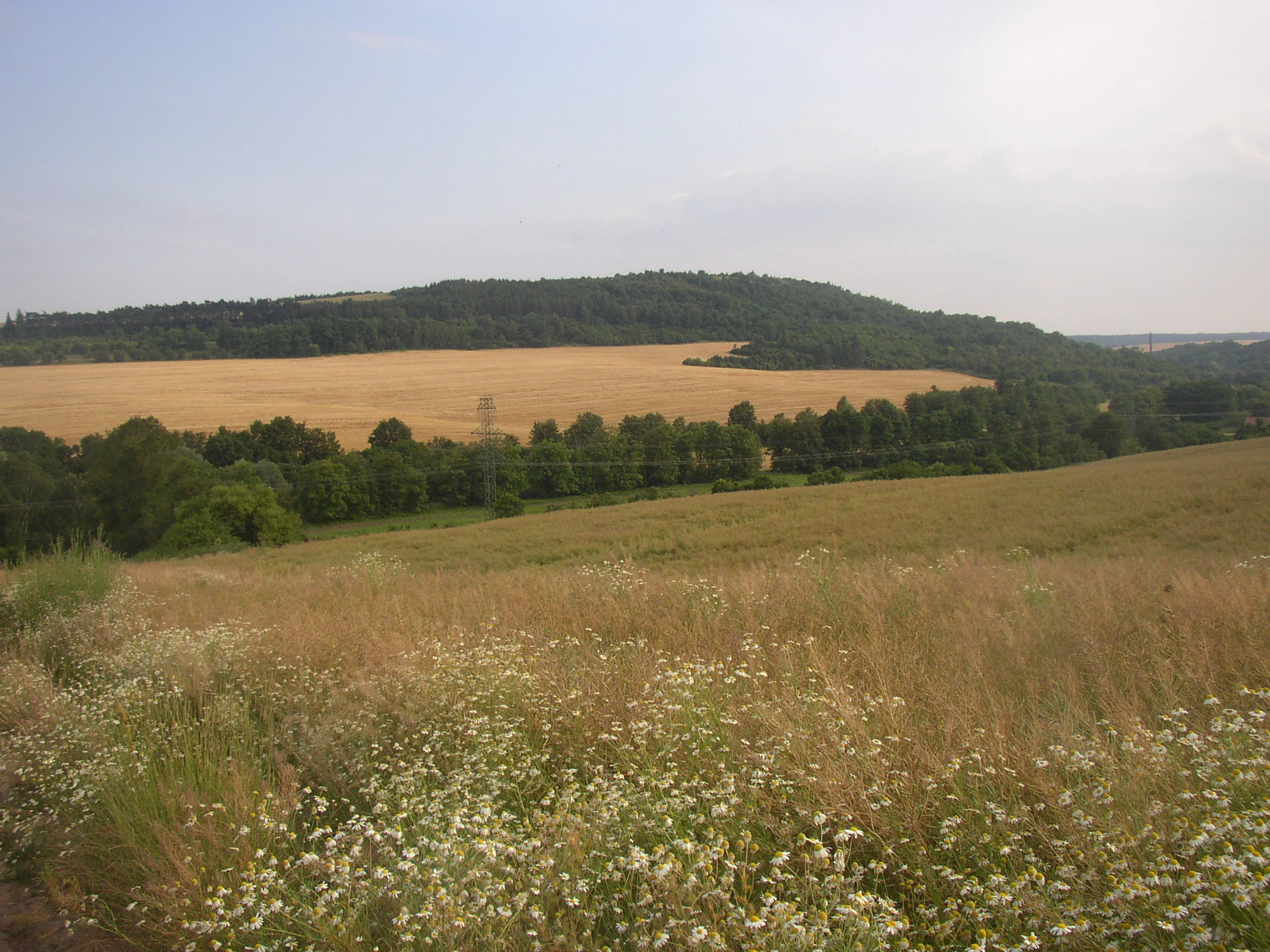 A wide view of a rolling, forested hill rising above golden agricultural fields and a foreground meadow with wildflowers.