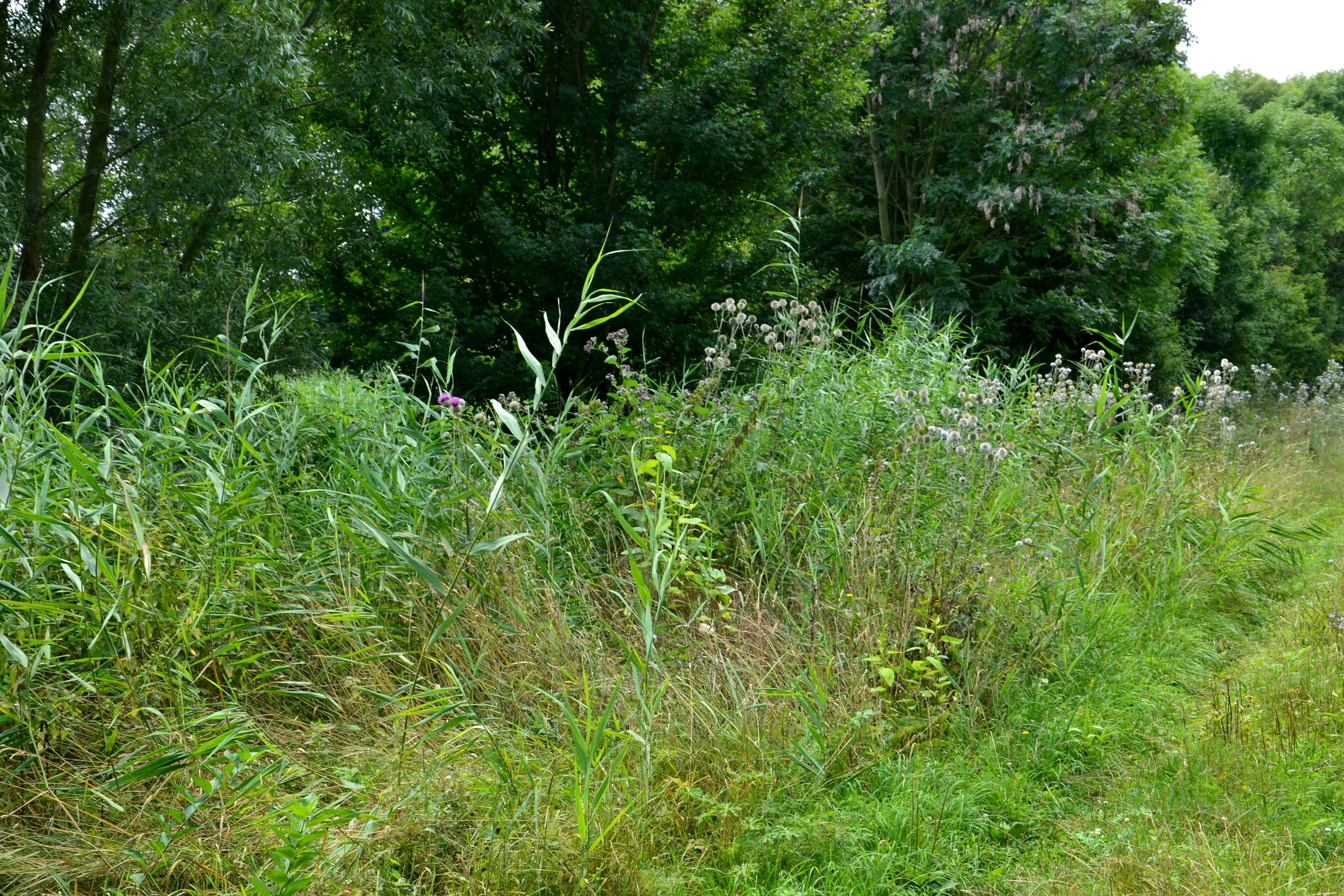 A view of green reed beds, wild grasses, and blooming thistles in front of a line of deciduous trees at Vinařský rybník.
