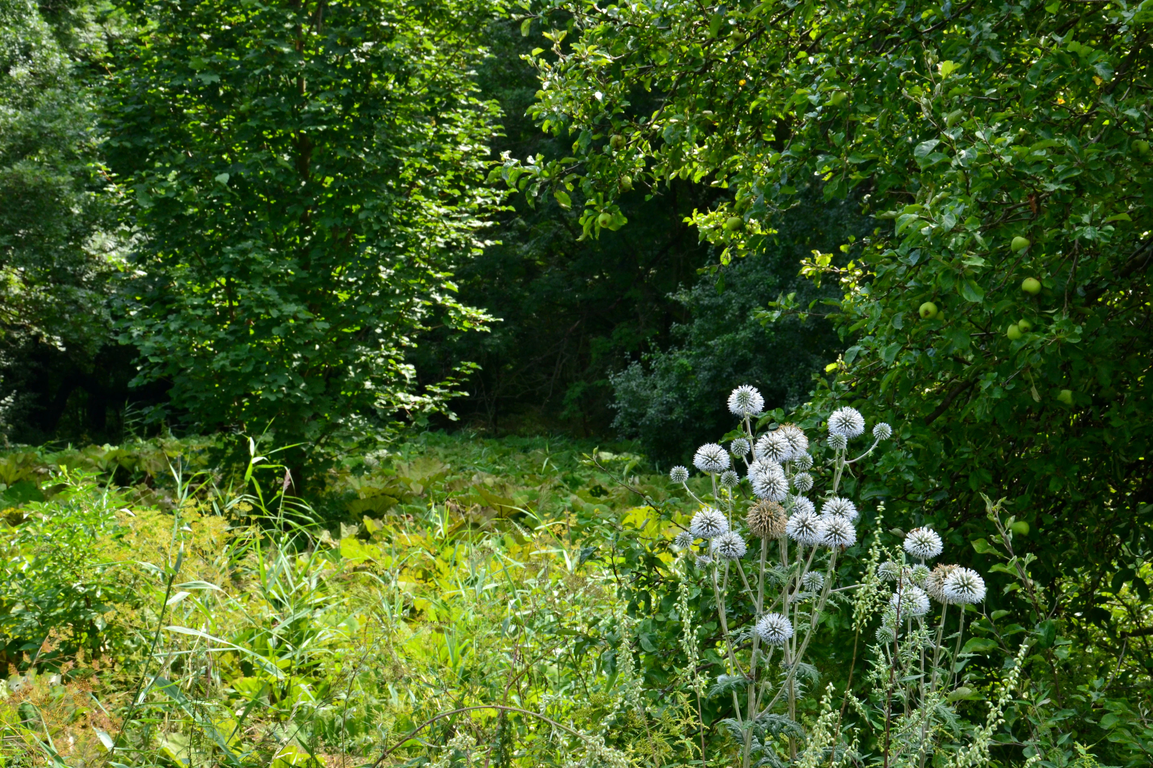 A cluster of globe thistle flowers in the foreground with a background of dense green trees and undergrowth in a park setting.