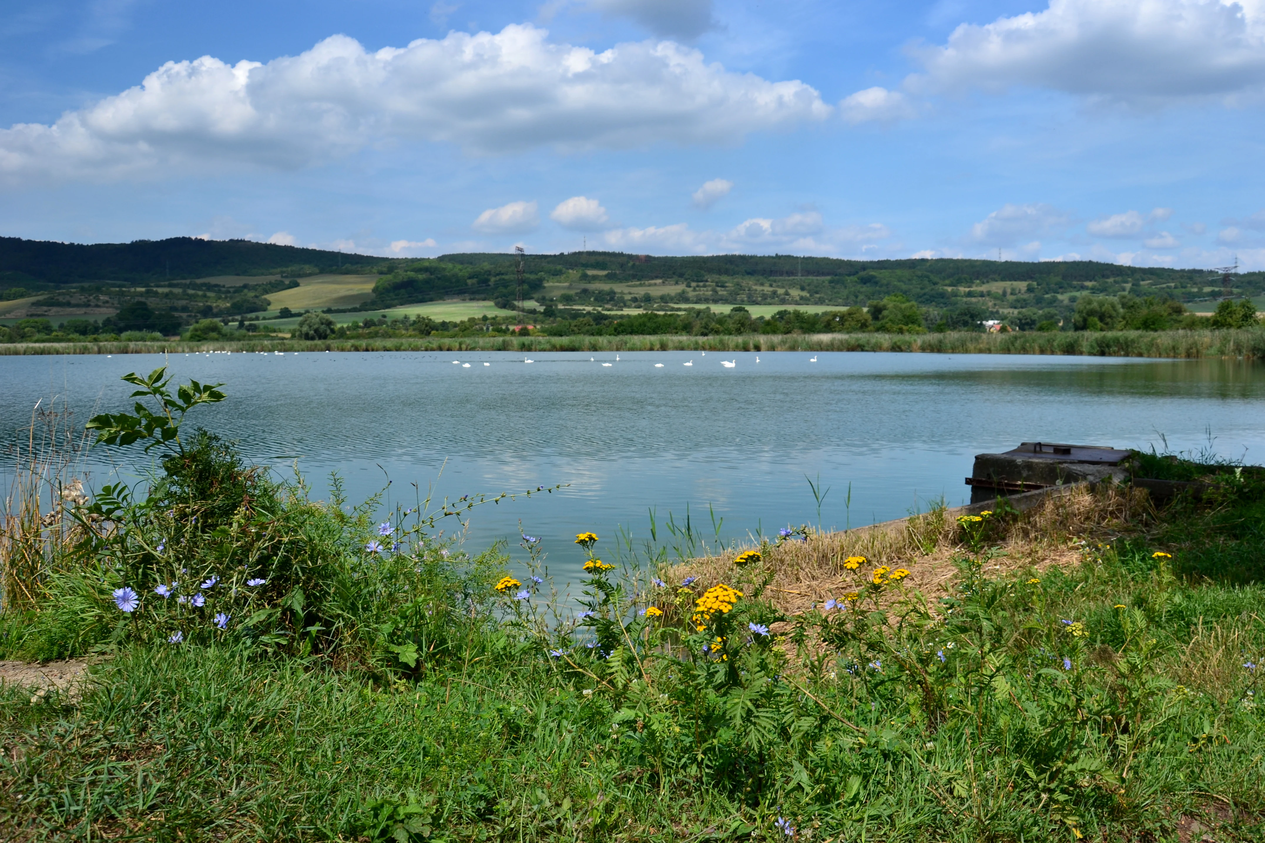 A wide view of Vinařský rybník from a grassy dam, showing calm water with distant hills, birds on the water, and wildflowers in the foreground.