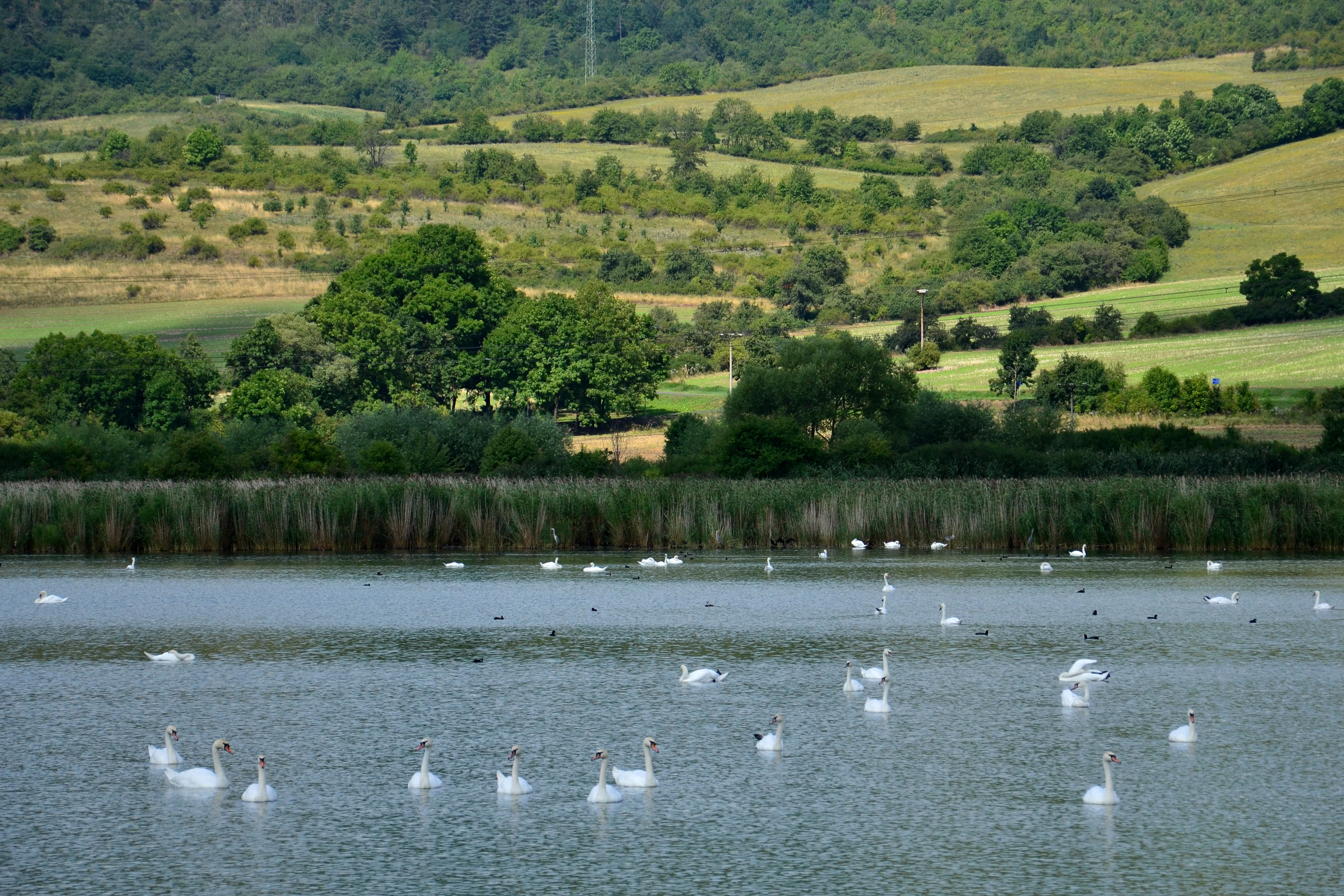 A group of white swans swimming across a calm, reed-lined pond with rolling, grassy, and forested hills in the background.