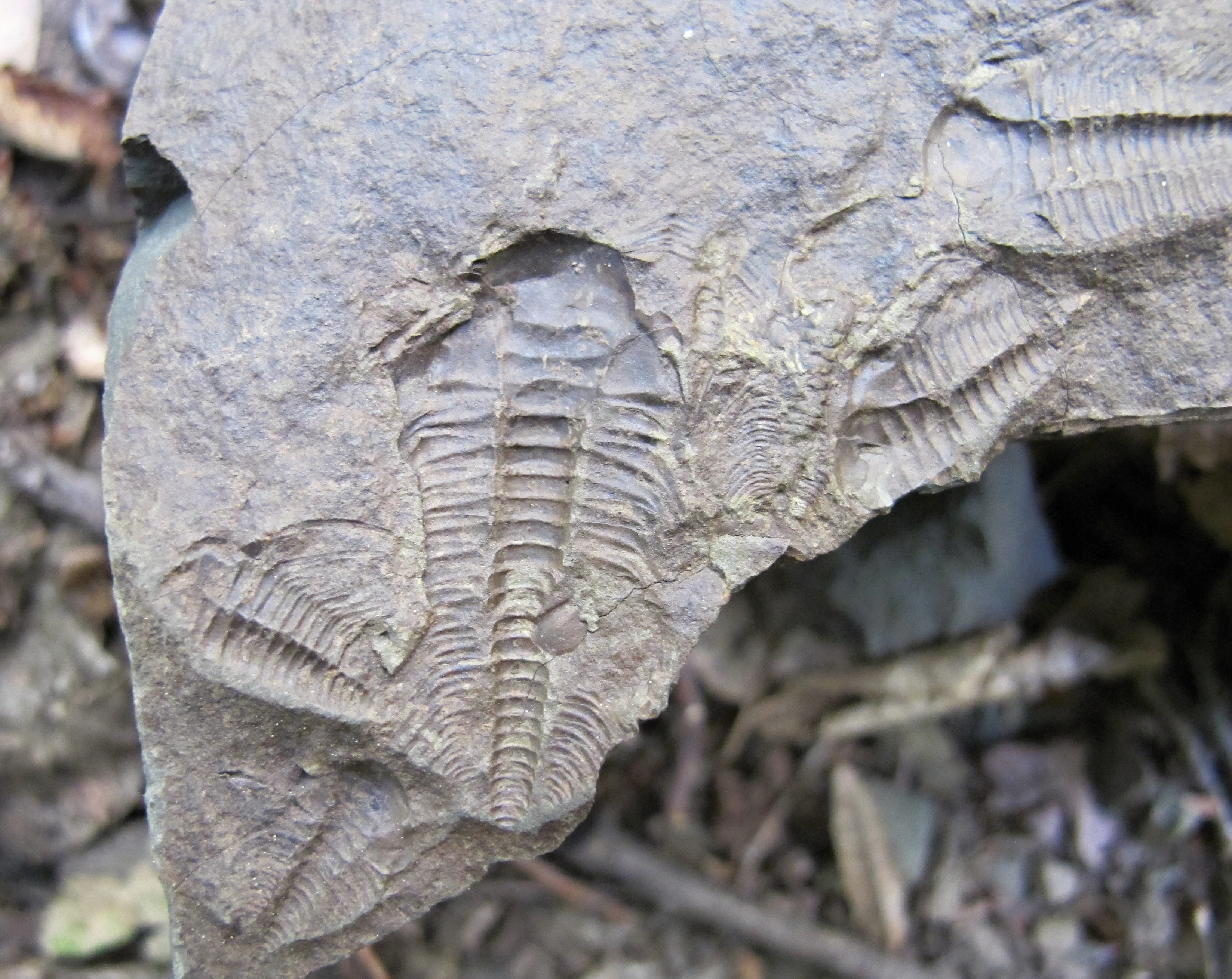 Vista de cerca de múltiples impresiones fósiles de trilobites incrustadas en un trozo de roca sedimentaria gris.