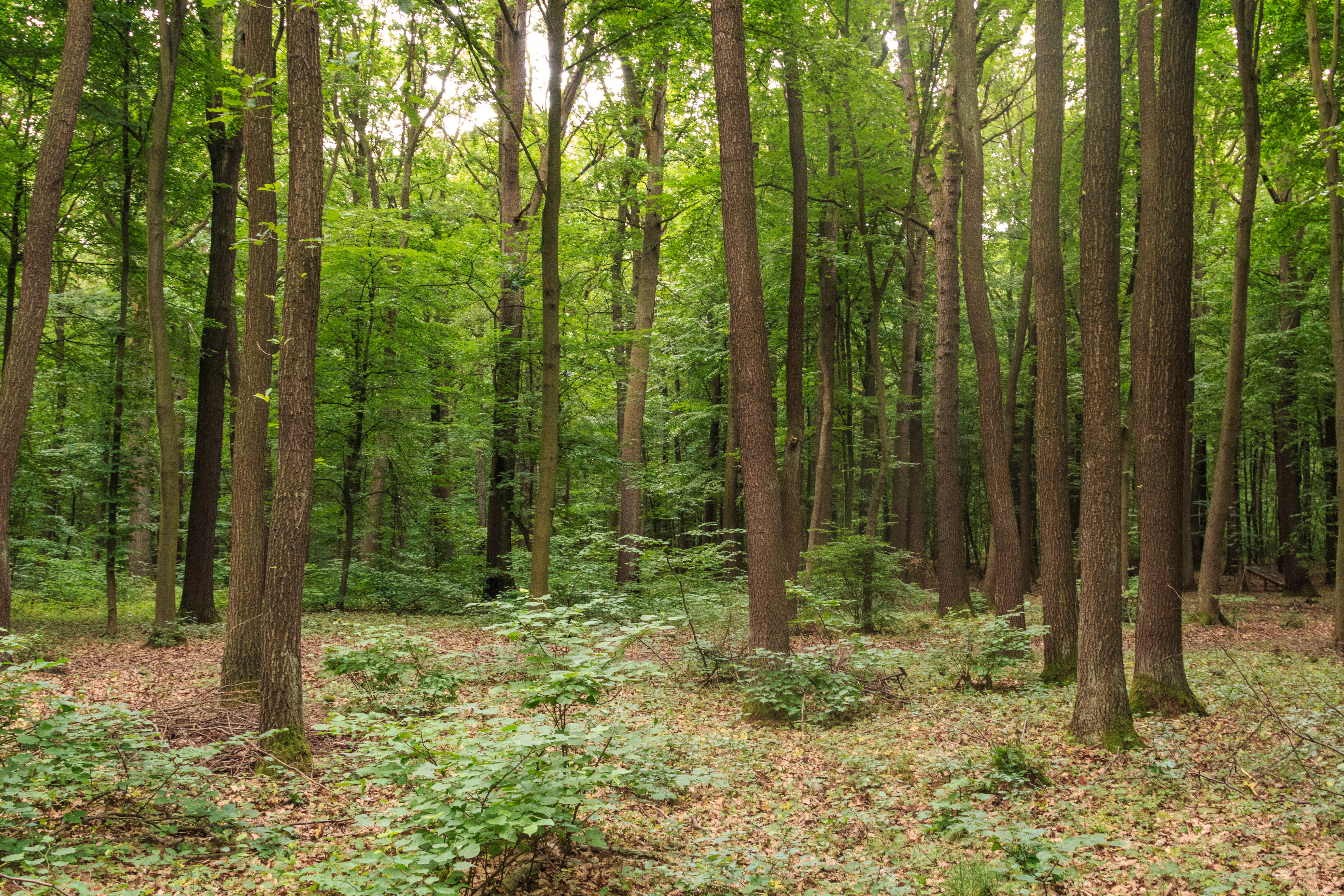 Un frondoso bosque caducifolio con árboles altos y delgados de corteza pardusca, que crecen sobre un suelo forestal cubierto de hojas.