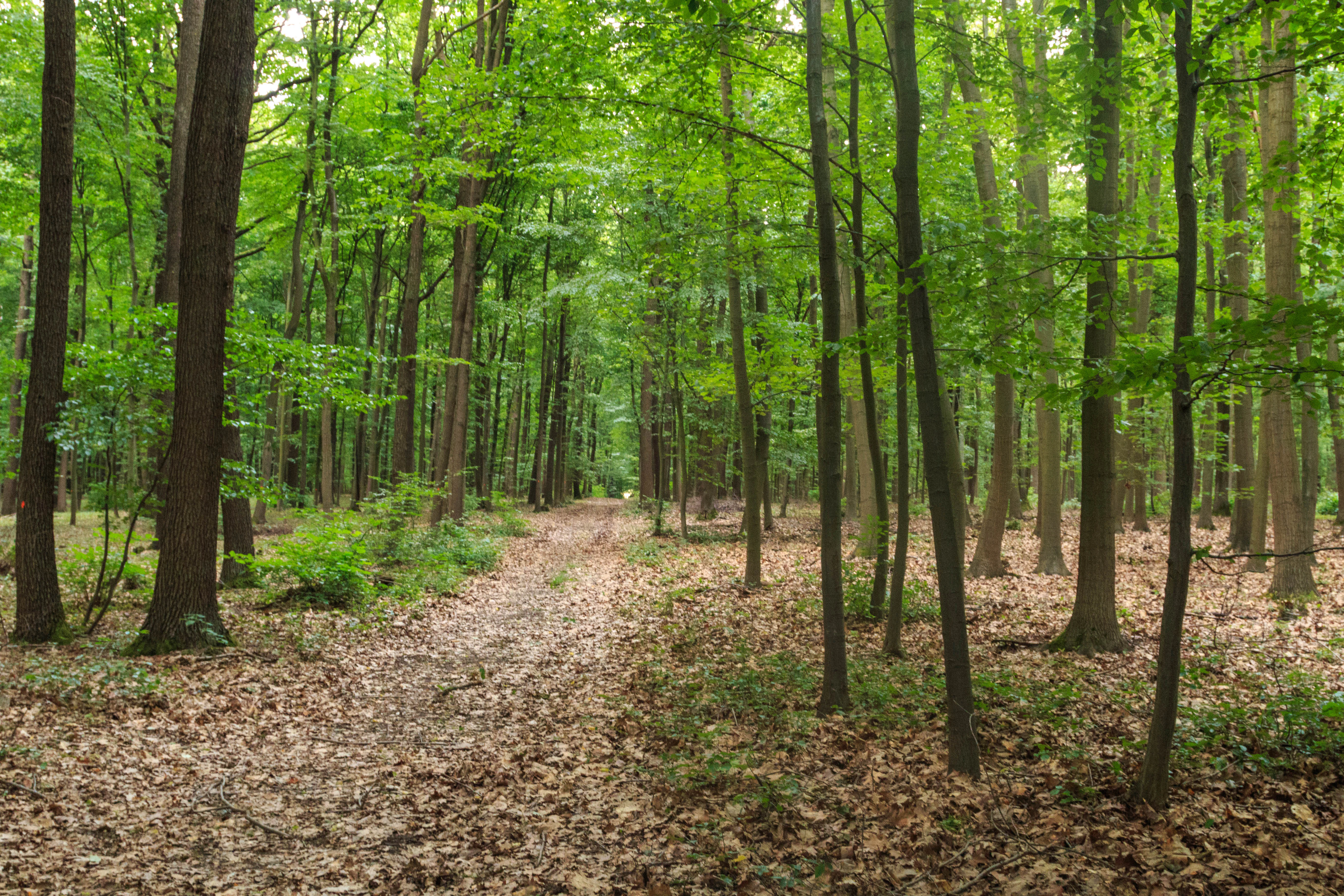 Un sendero de tierra que se adentra en un frondoso bosque caducifolio verde, lleno de altos troncos de árboles y hojas caídas.