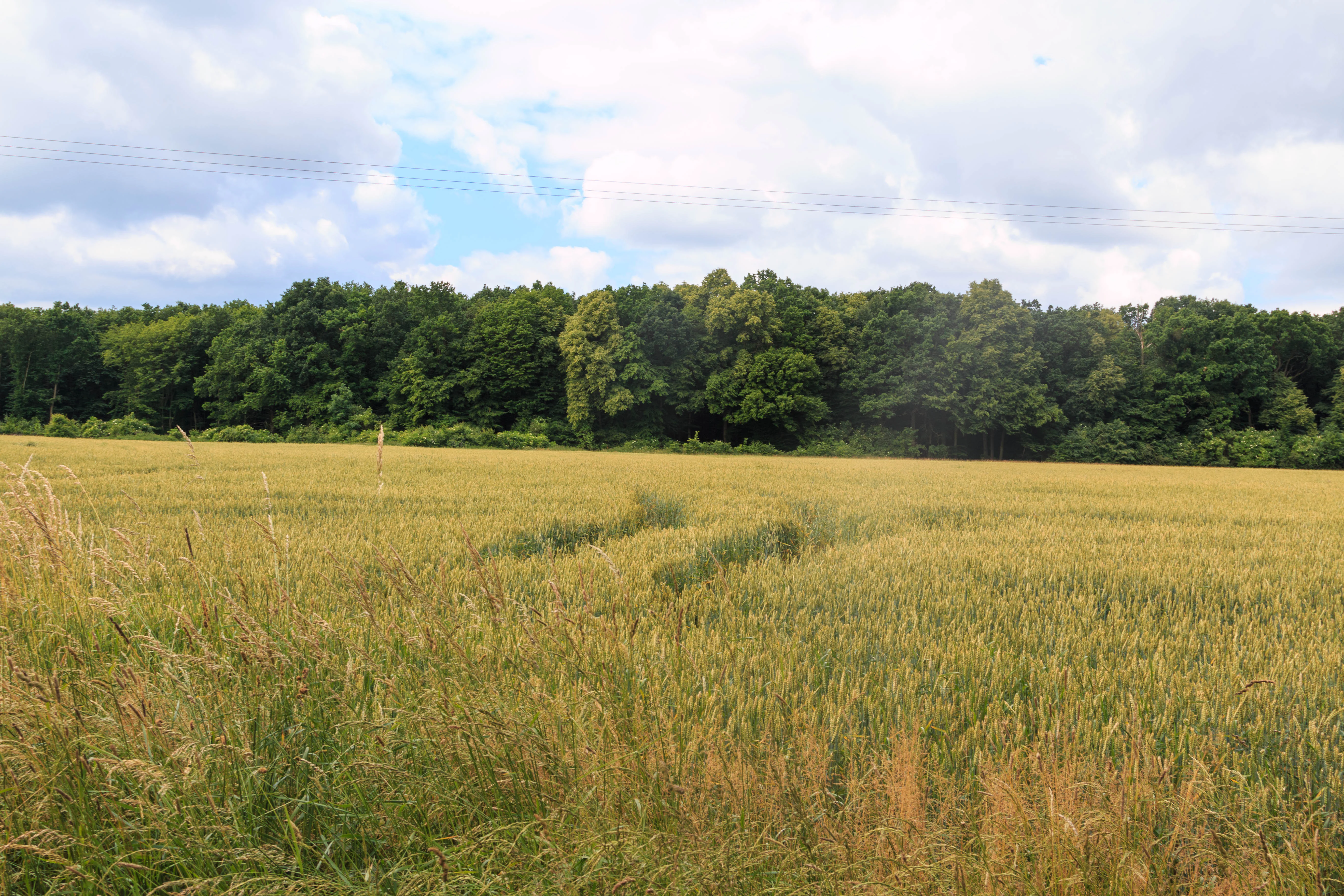 Una vista amplia de un campo de grano amarillo en primer plano que conduce a una línea densa de árboles verdes maduros bajo un cielo nublado.