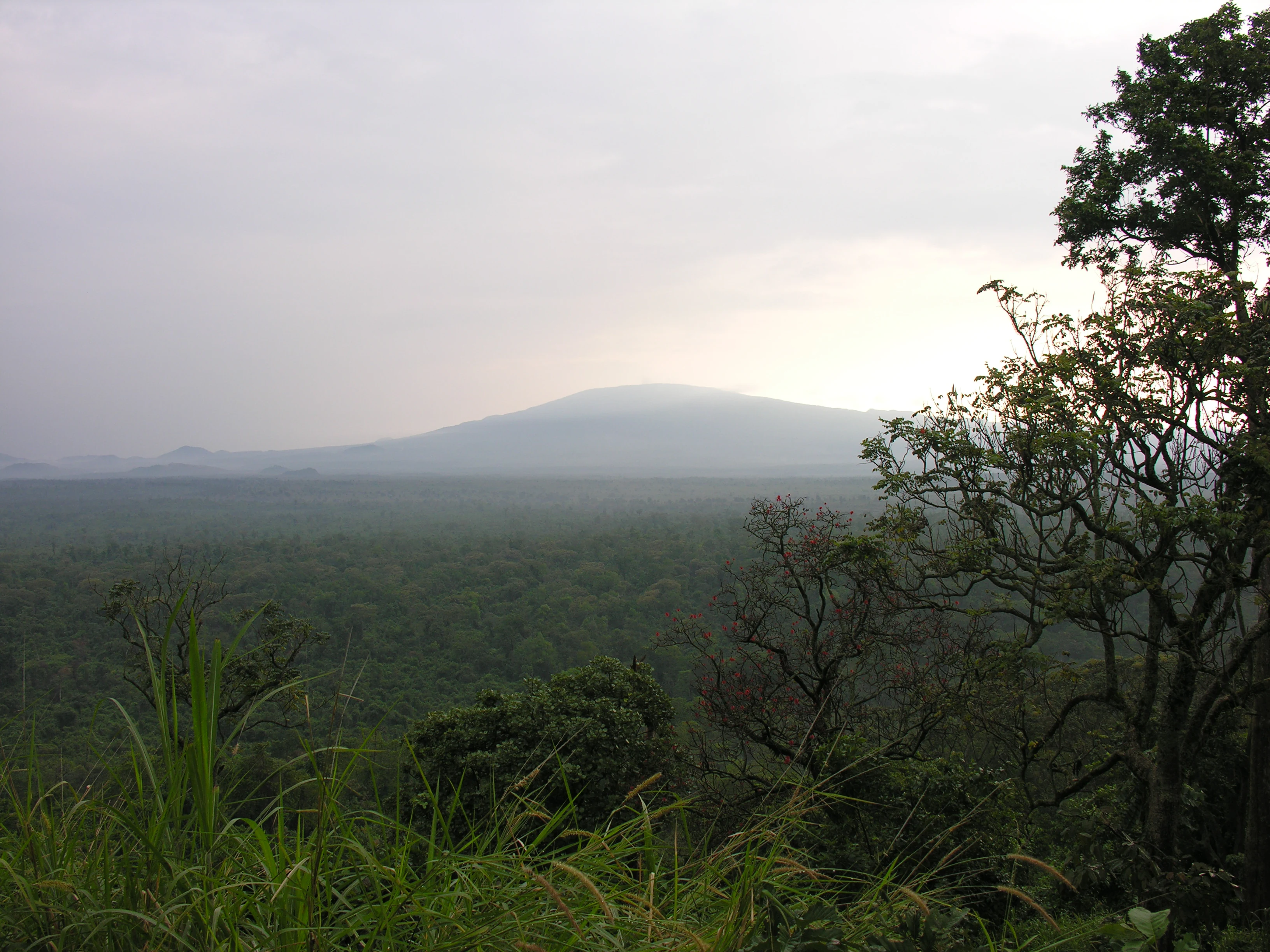 Amplia vista paisajística que muestra un bosque denso que se extiende hasta montañas distantes bajo un cielo brumoso con hierbas altas y árboles en primer plano