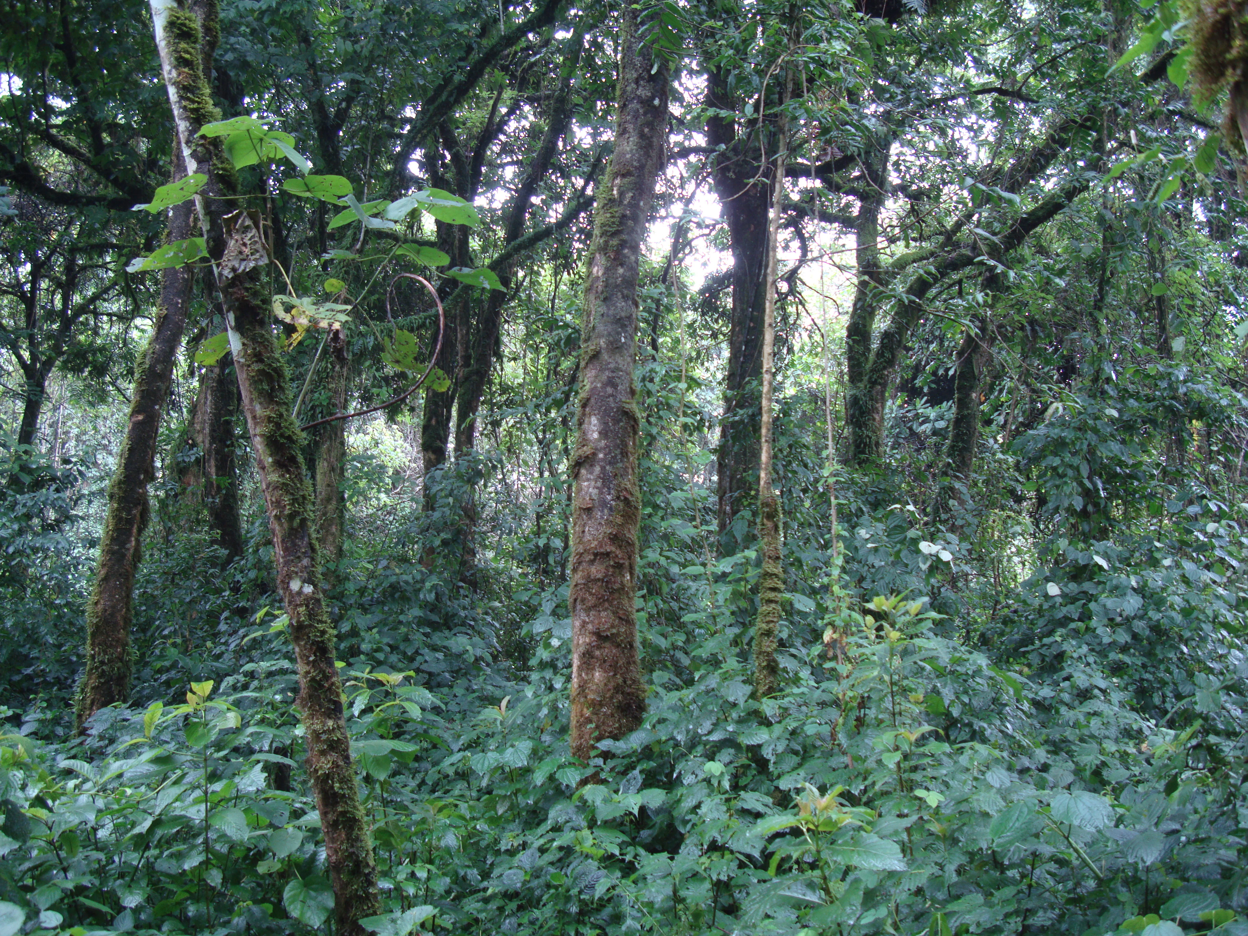 Tall trees and dense green foliage in a forested area