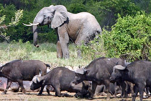African Bush Elephants and African Buffaloes standing in a grassy area with trees in the background