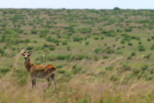Un antílope kob ugandés se yergue entre la hierba alta con colinas ondulantes al fondo