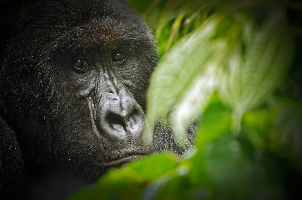 Close-up of a gorilla's face among green leaves