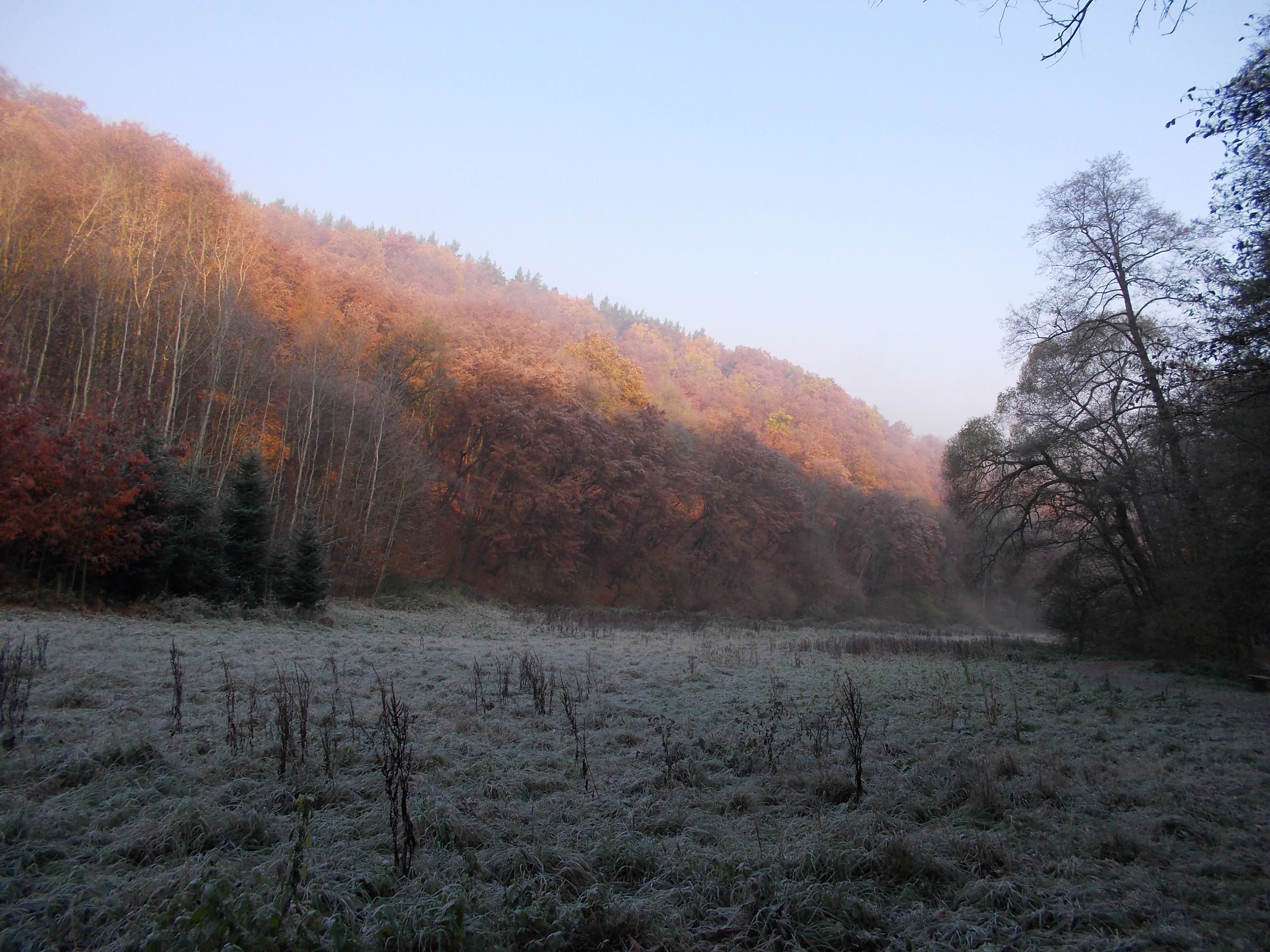 A wide, frost-covered meadow in the foreground with a densely wooded hillside rising in the background under soft morning light.