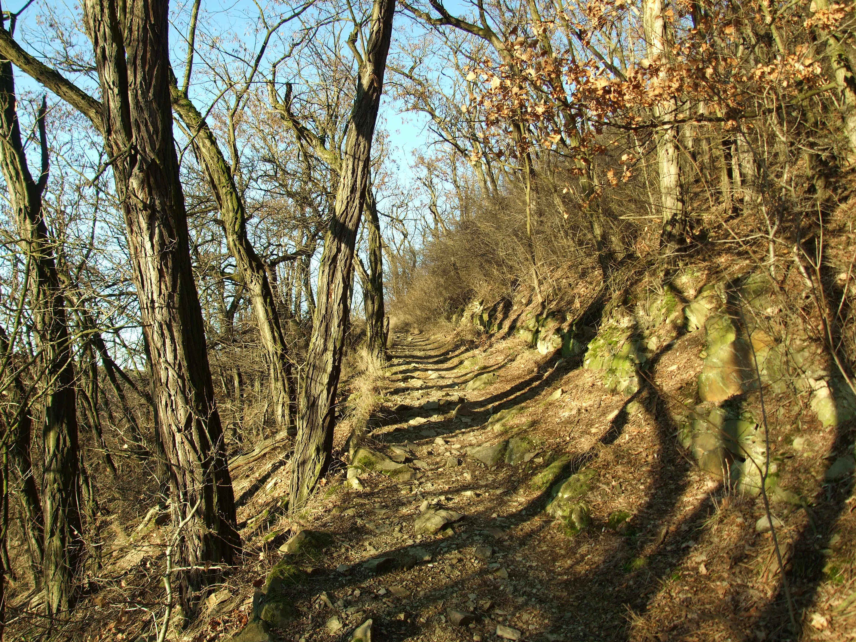 A narrow dirt path framed by bare, slender deciduous trees on a wooded hillside with rocky outcroppings visible on the right.