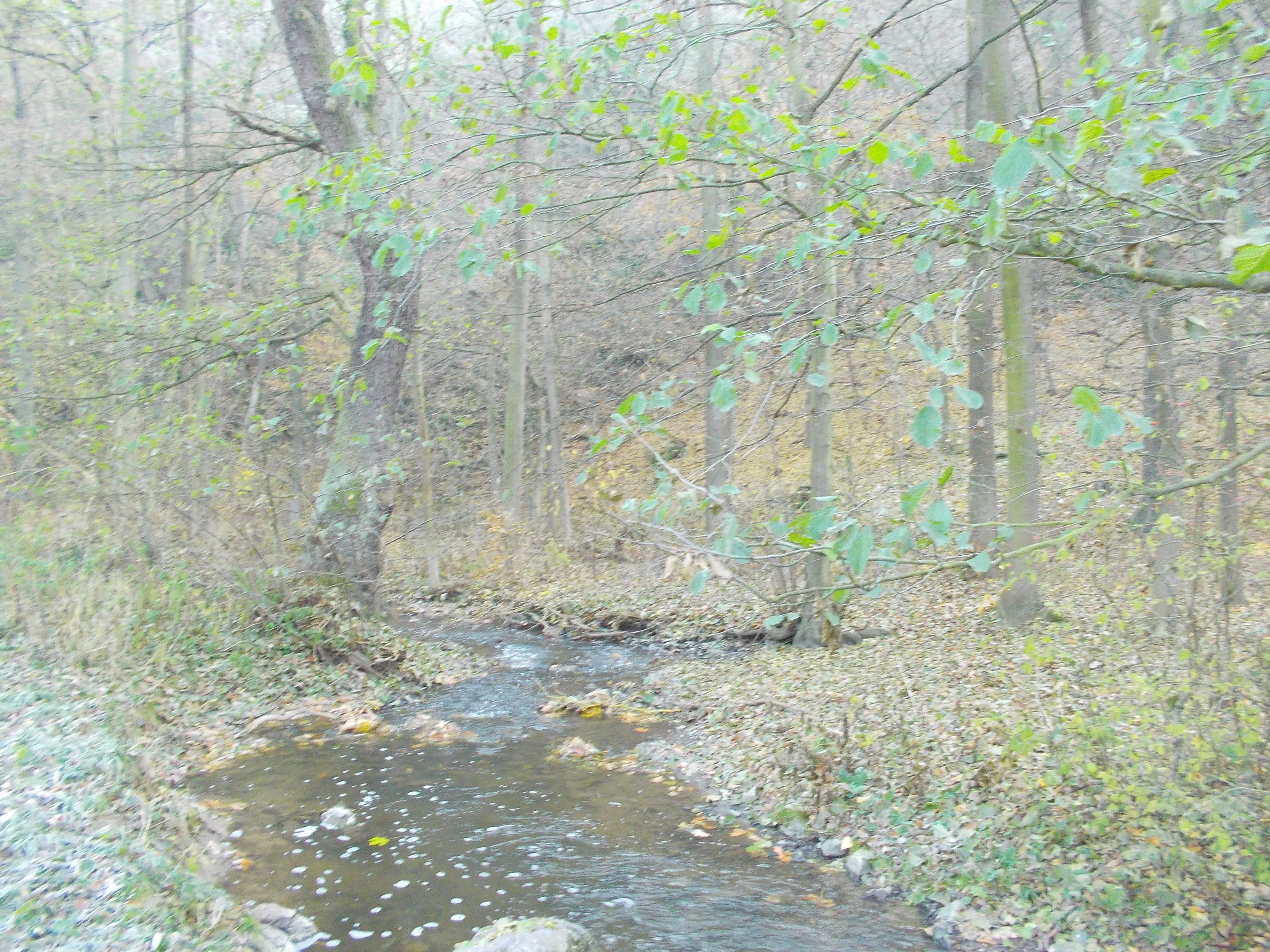 A small, narrow stream flows through a wooded area with trees and scattered autumn leaves on the ground.