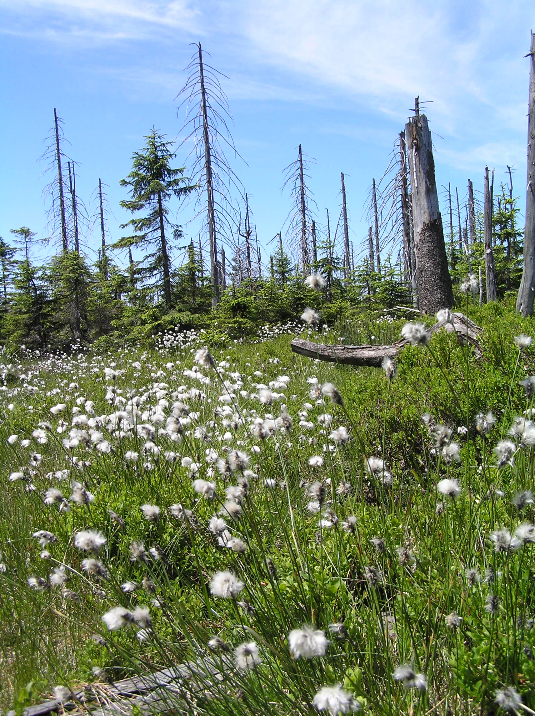 A low angle view of a meadow filled with white, fluffy cotton grass in the foreground, with a backdrop of sparse, weathered, and dead spruce trees against a blue sky.