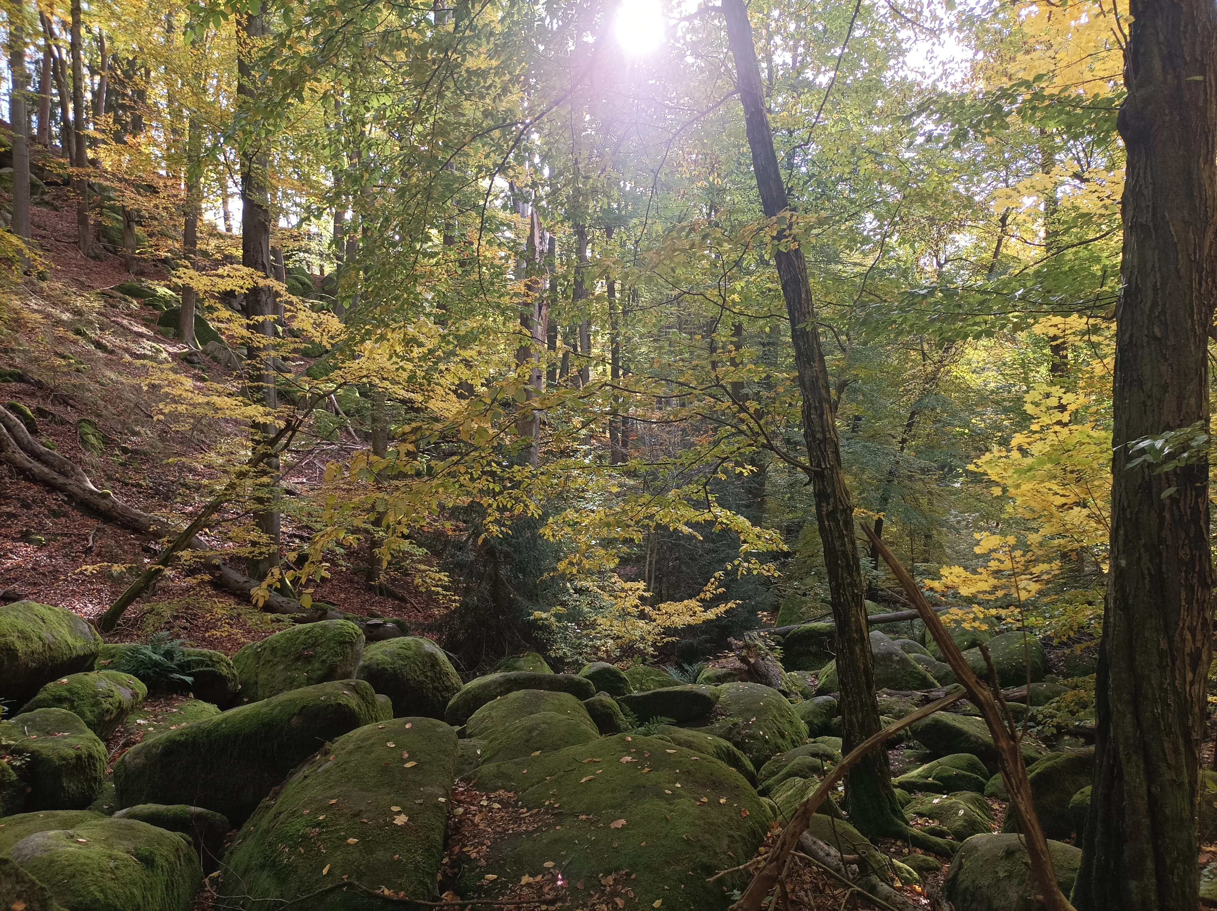 A forest floor covered in mossy granite boulders beneath a canopy of autumn trees with sunlight filtering through.