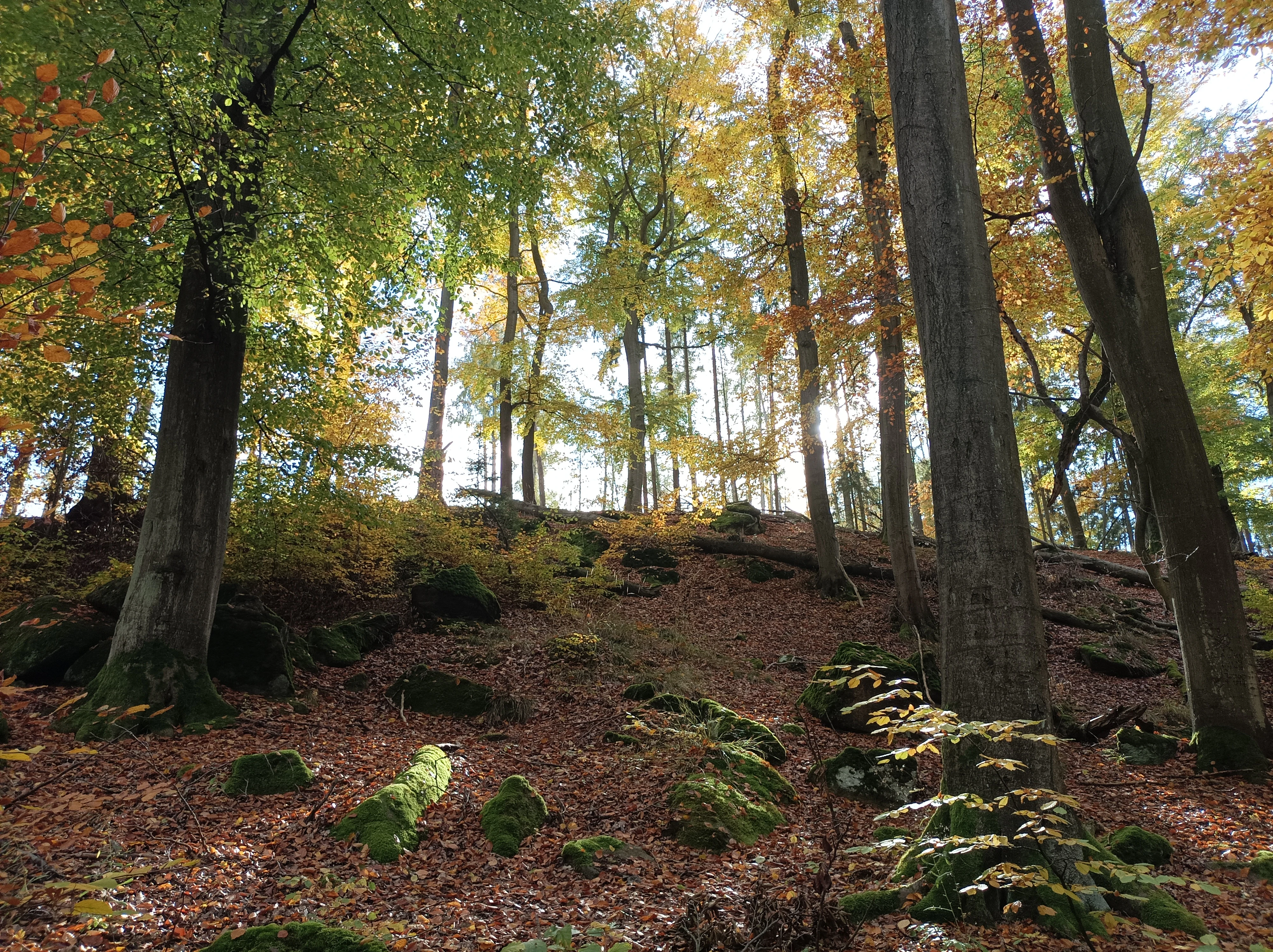 A forest scene in autumn featuring mature trees with golden and green leaves and moss covered granite boulders scattered on the forest floor.