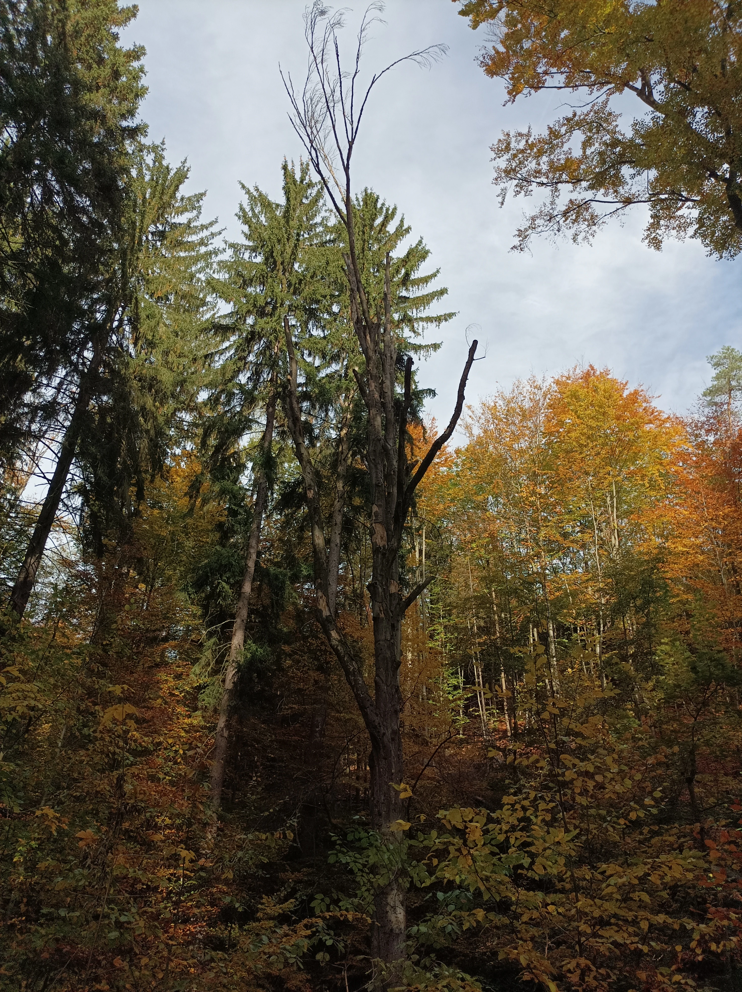 A tall, dead, leafless tree stands in the center of a forest during autumn, surrounded by healthy evergreen and deciduous trees with yellow and orange foliage.