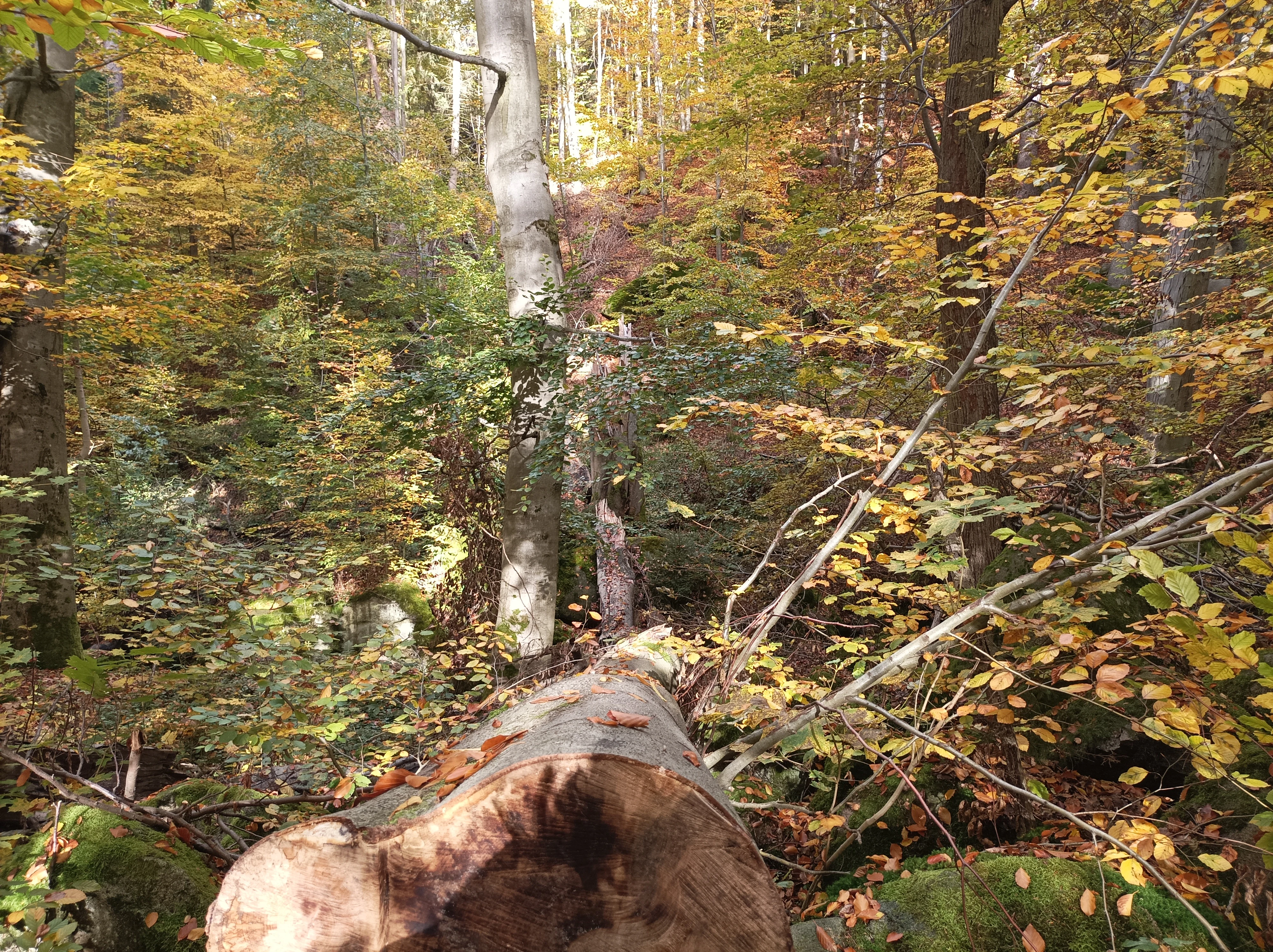 A close up view of a large fallen tree trunk in the foreground, with an autumn forest of beech trees and scattered yellow leaves in the background.