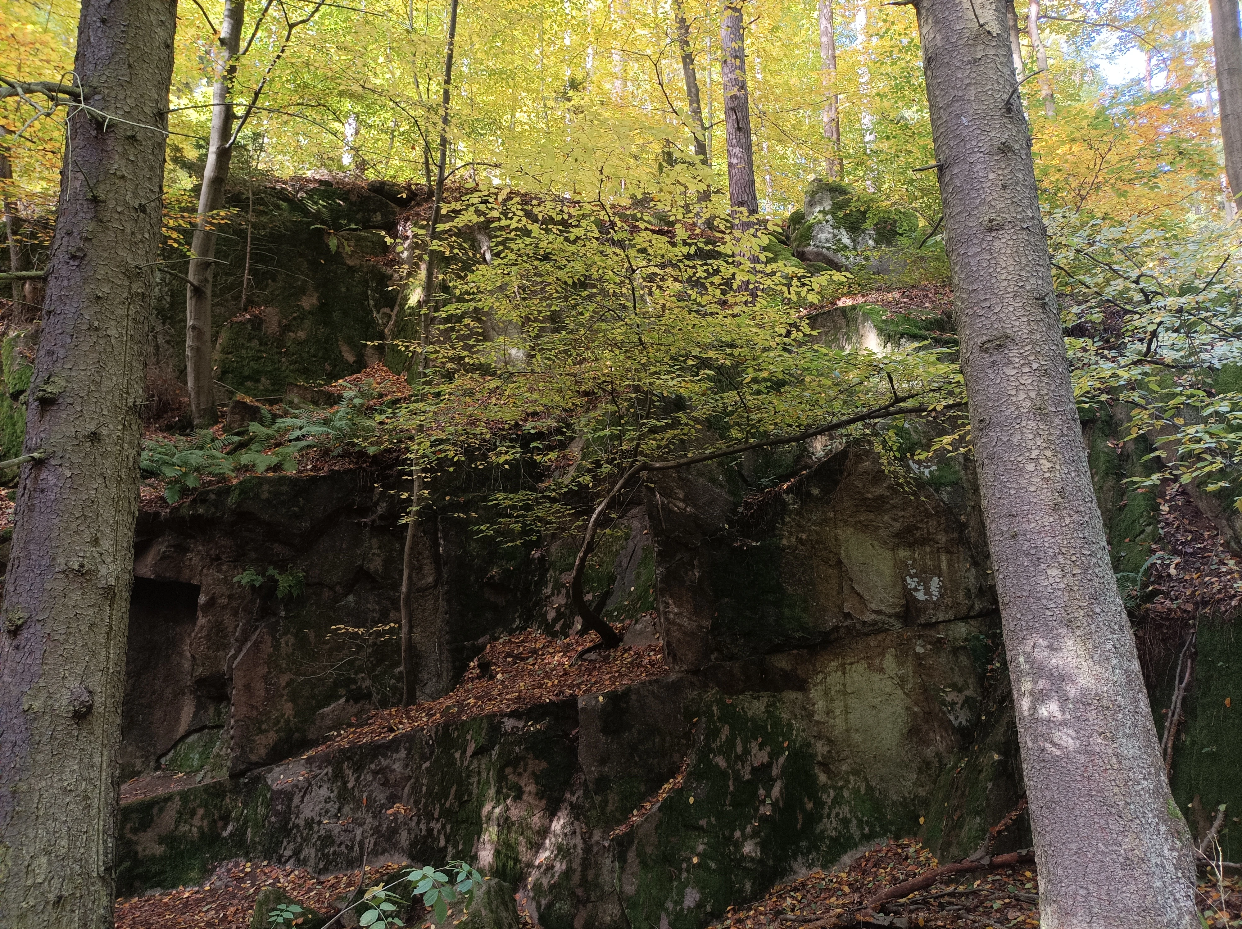 A view of weathered granite rock faces rising from a forest floor covered in autumn leaves, framed by mature tree trunks.