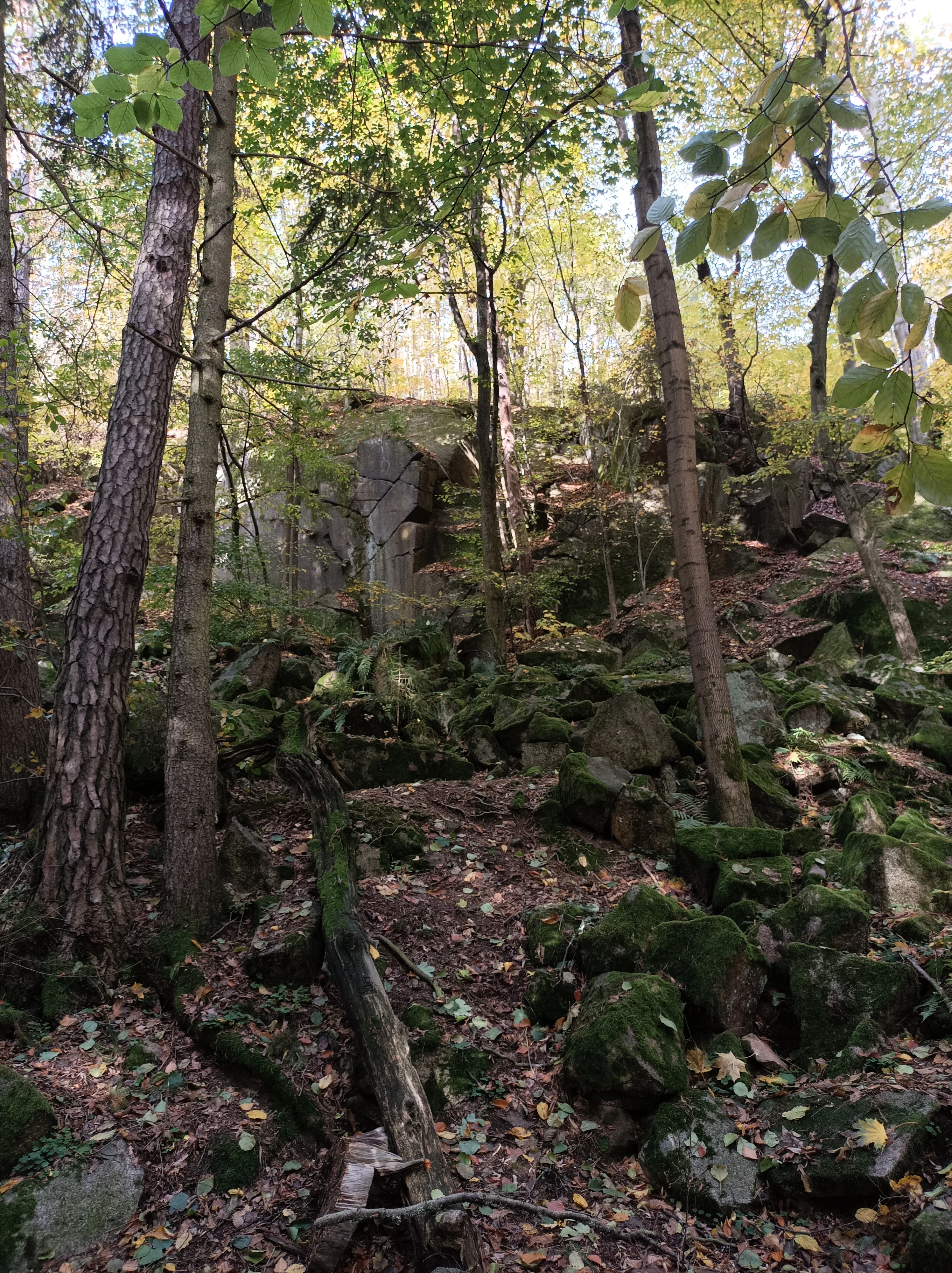 A forest scene showing moss-covered granite boulders and rocks scattered beneath tall trees with autumnal foliage.