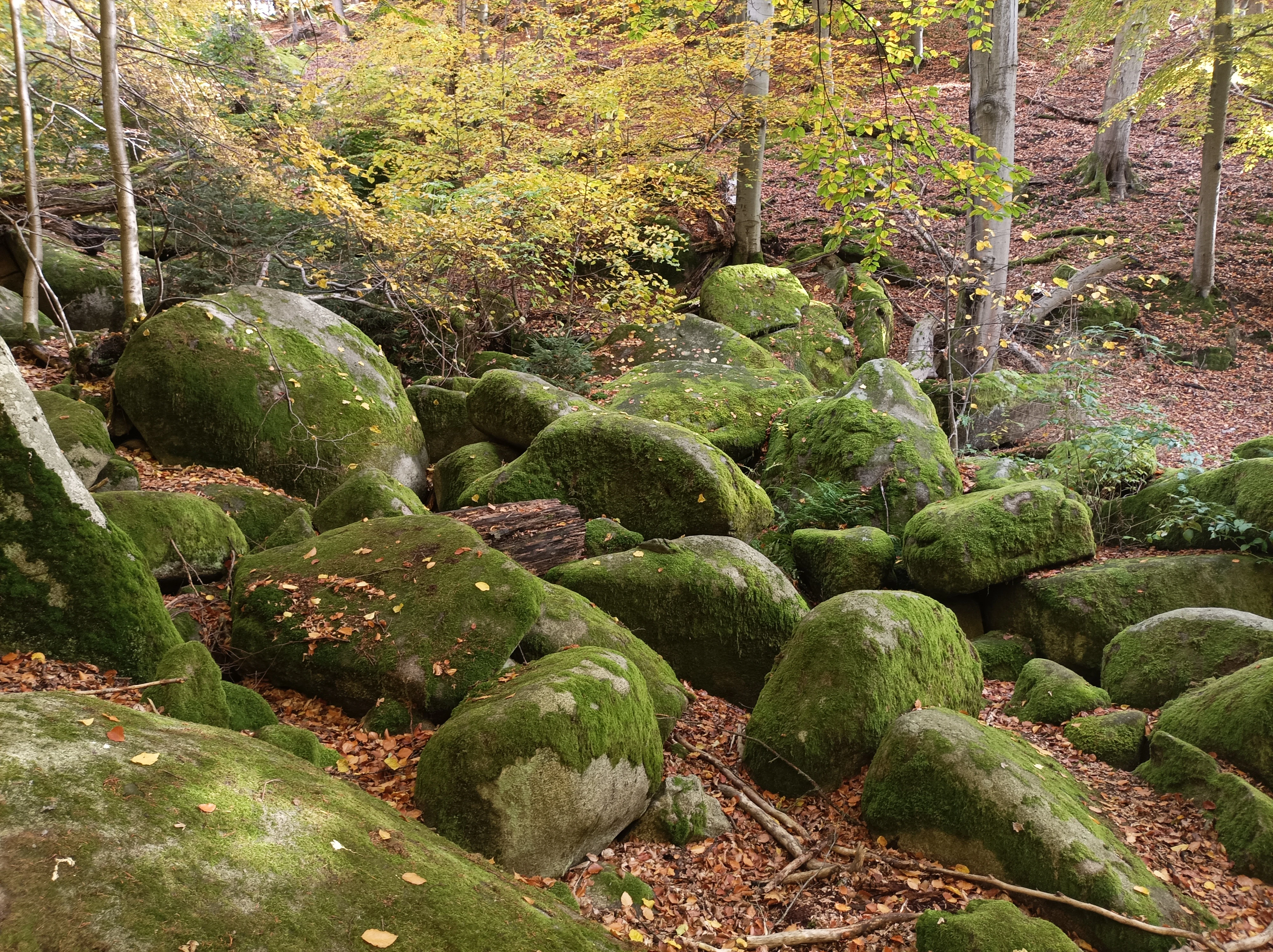 A forest floor covered with numerous large moss-covered granite boulders, interspersed with autumn leaves and surrounding beech trees.
