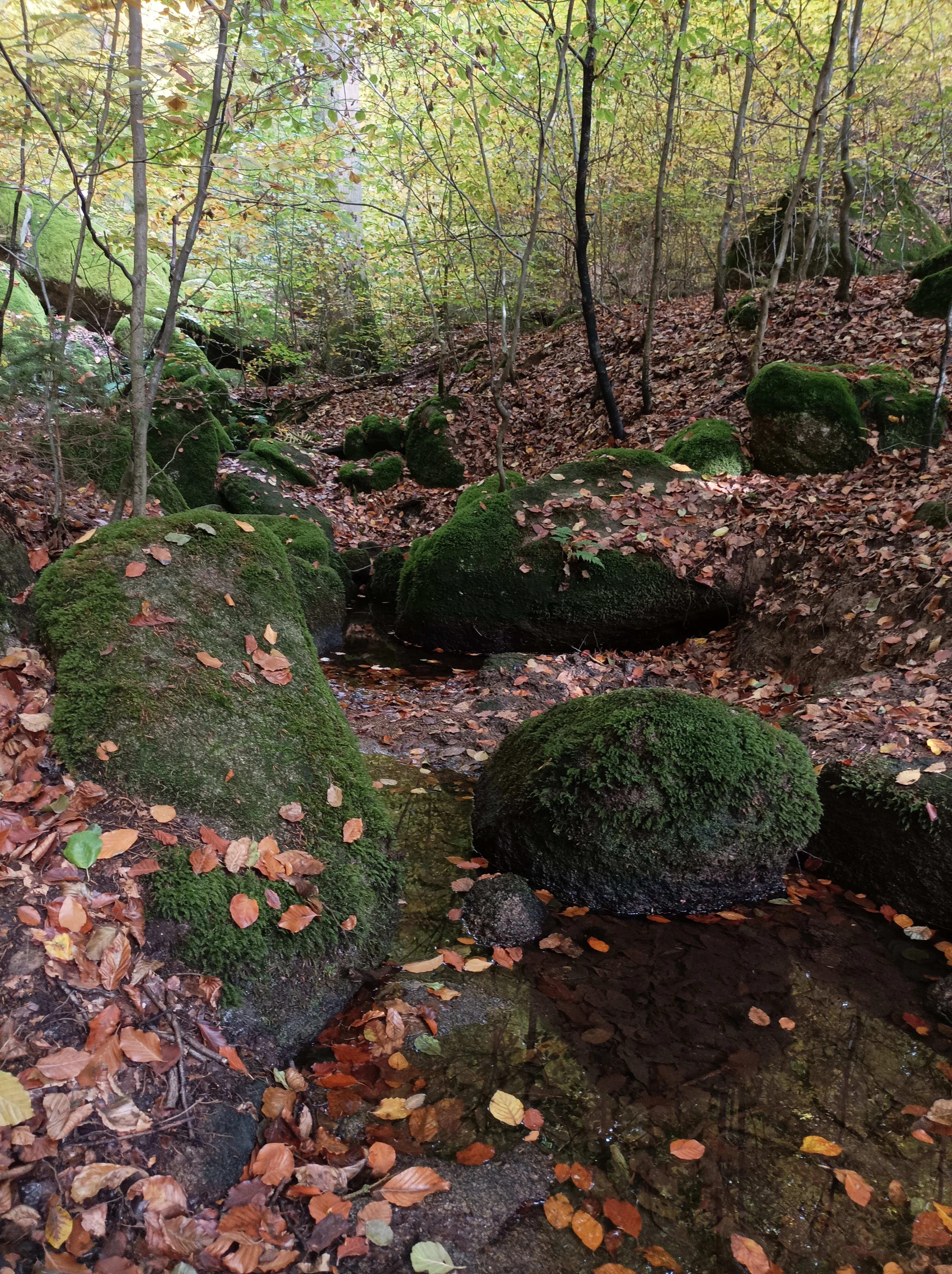 A small stream flows through a mossy forest floor in autumn; large granite boulders covered in green moss are scattered along the rocky creek bed, surrounded by fallen leaves and thin beech trees.