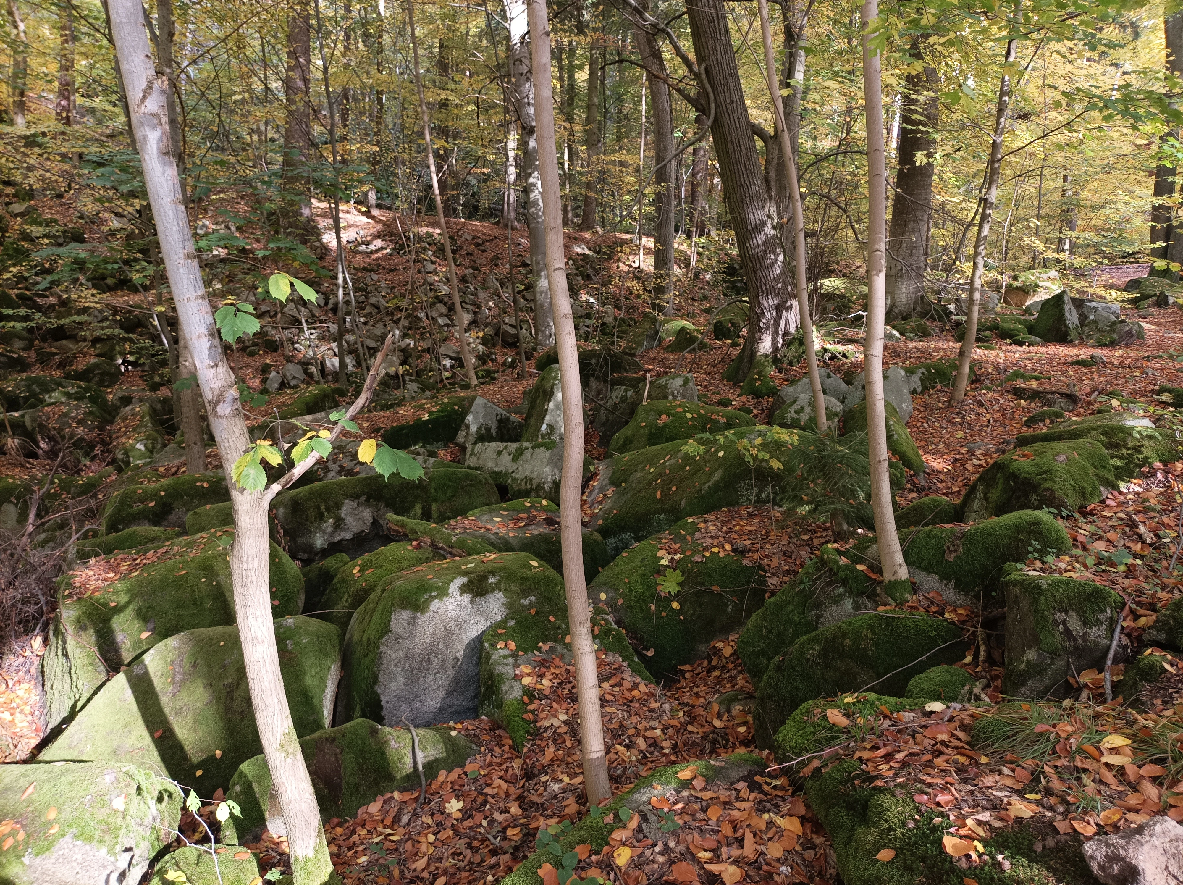 A forest floor covered in large, moss-covered granite boulders scattered under mature beech trees with autumn leaves in Vlčí rokle.