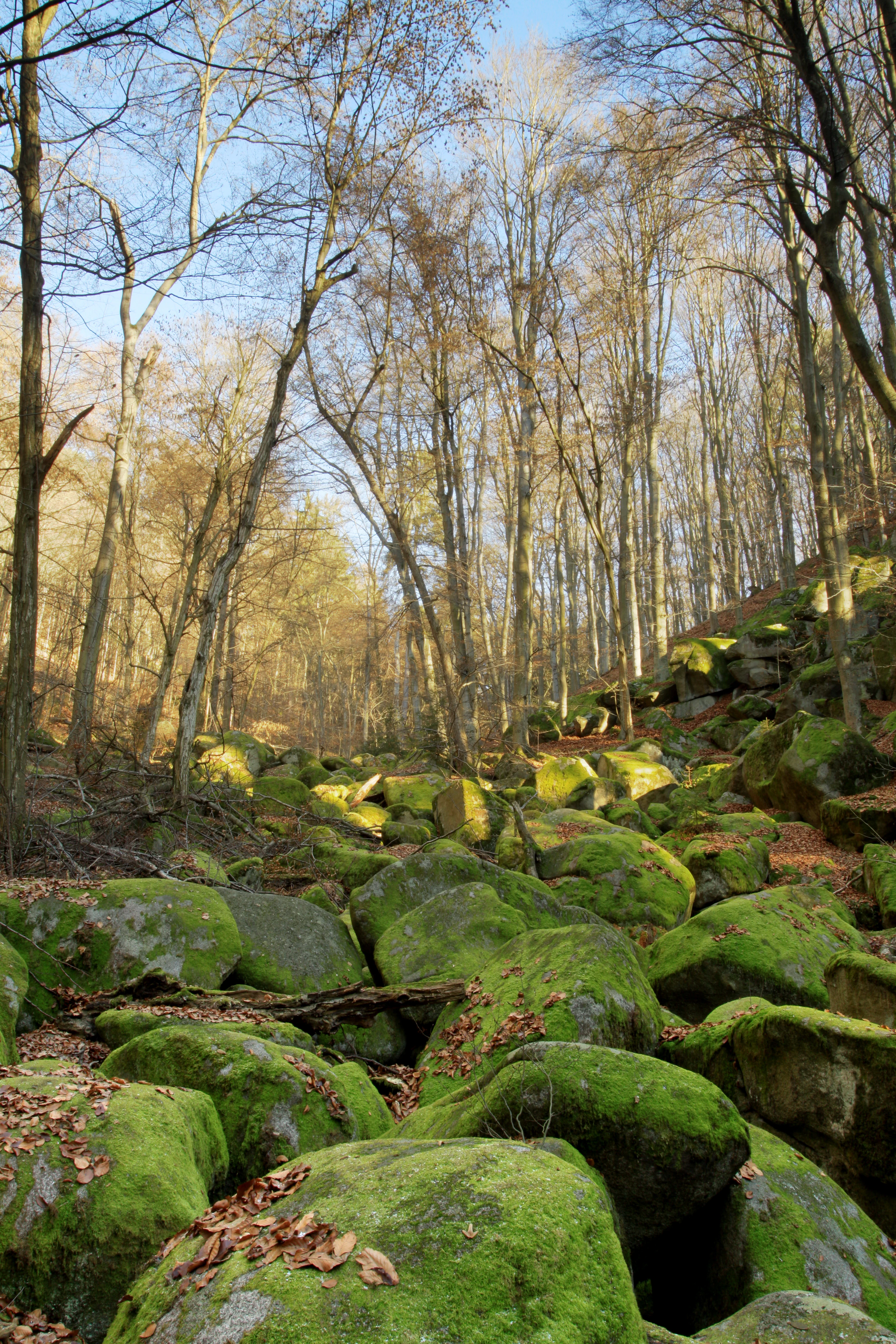 A forest clearing filled with large, moss-covered granite boulders, surrounded by tall, bare deciduous trees in late autumn.