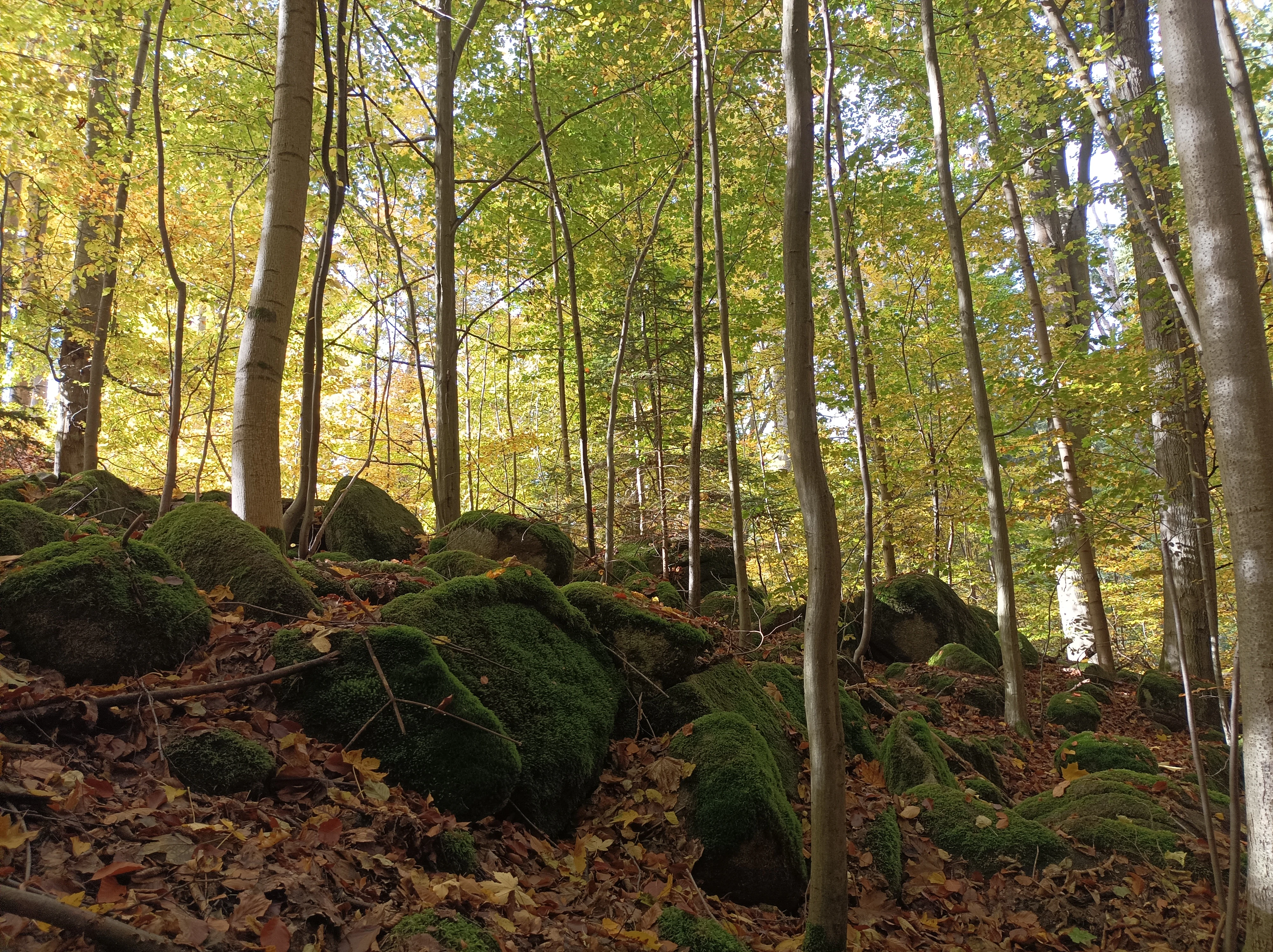 A view inside a forest during autumn, featuring tall trees with yellowing leaves and a forest floor scattered with mossy granite boulders and fallen leaves.