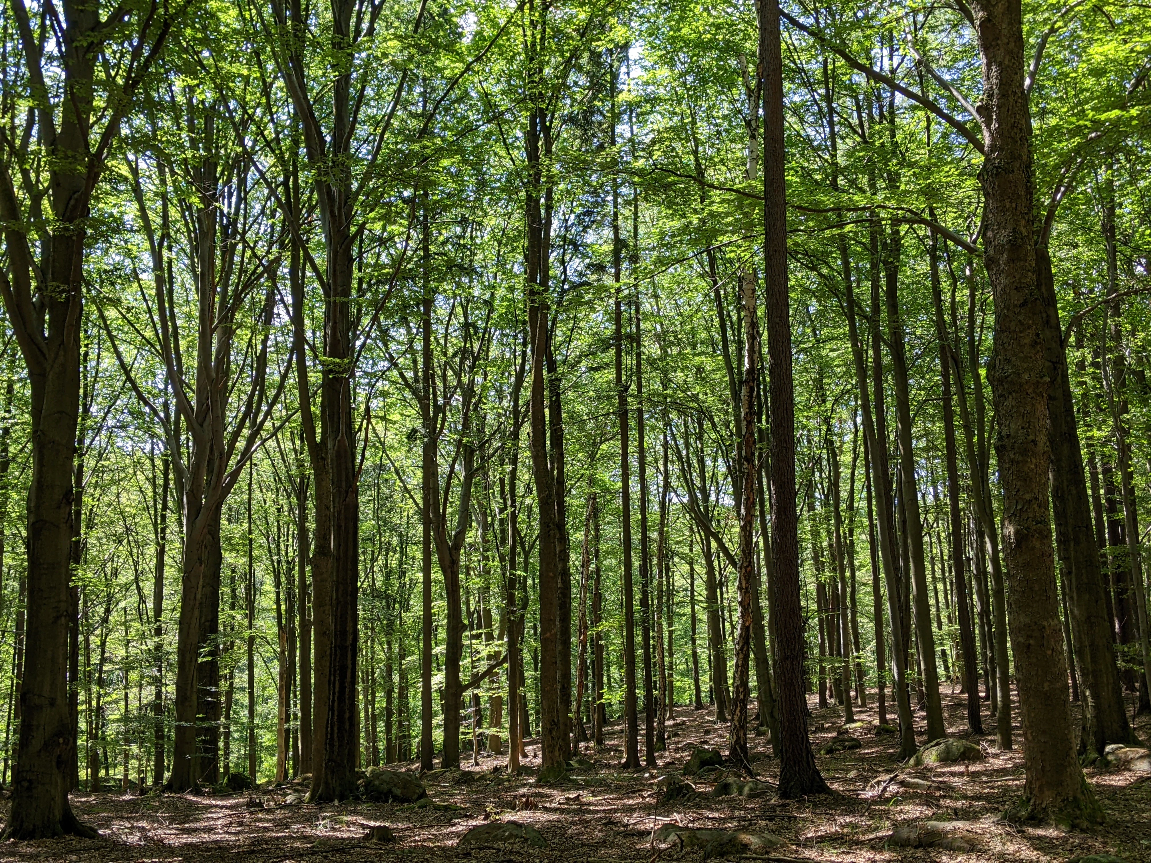 A dense forest of tall, mature trees with leafy green canopies and sunlight filtering through to the forest floor.