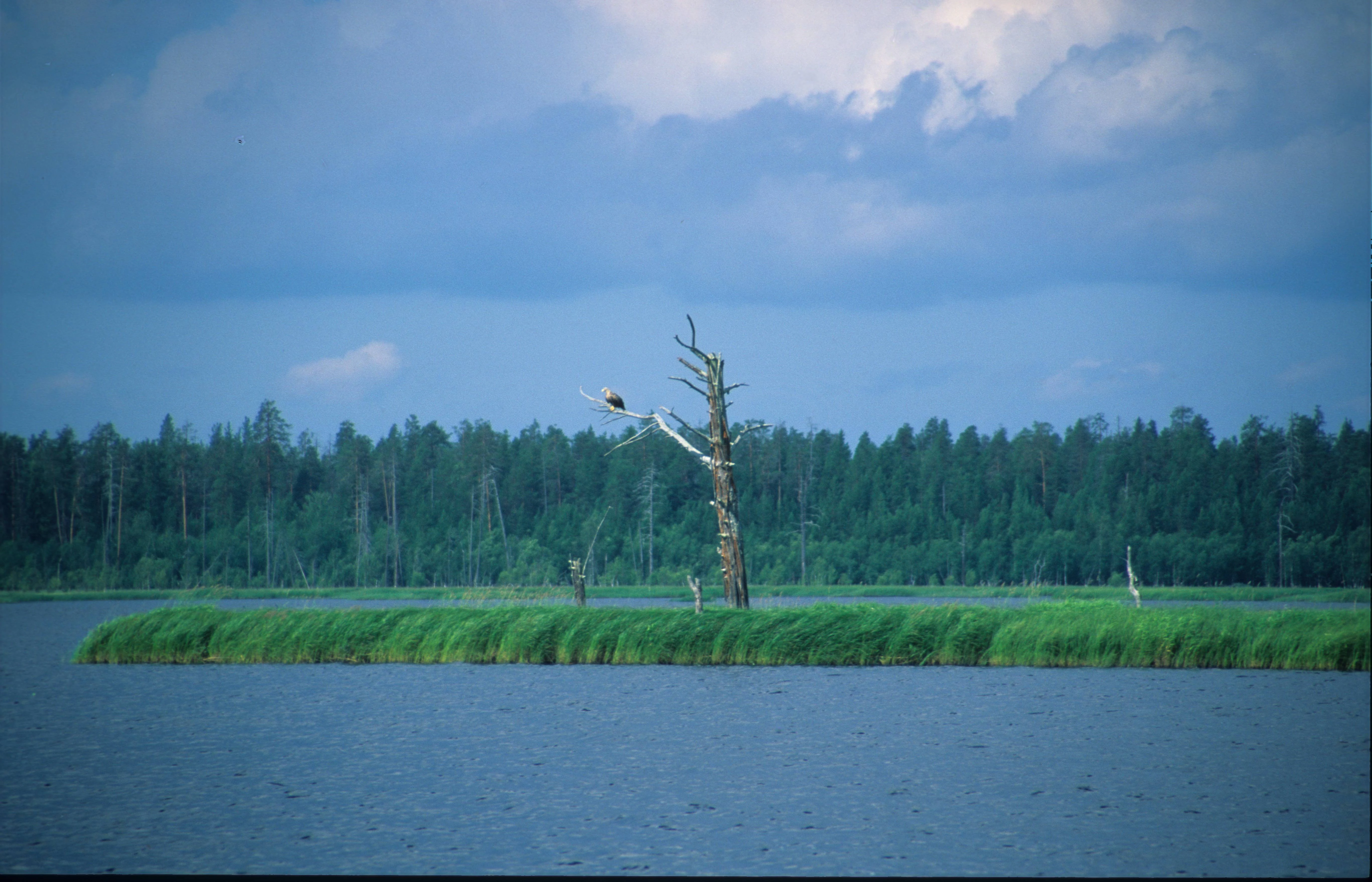 A wide shot of a calm blue lake under a cloudy sky, with a low grassy island in the midground featuring a single bare, dead tree standing in the center.