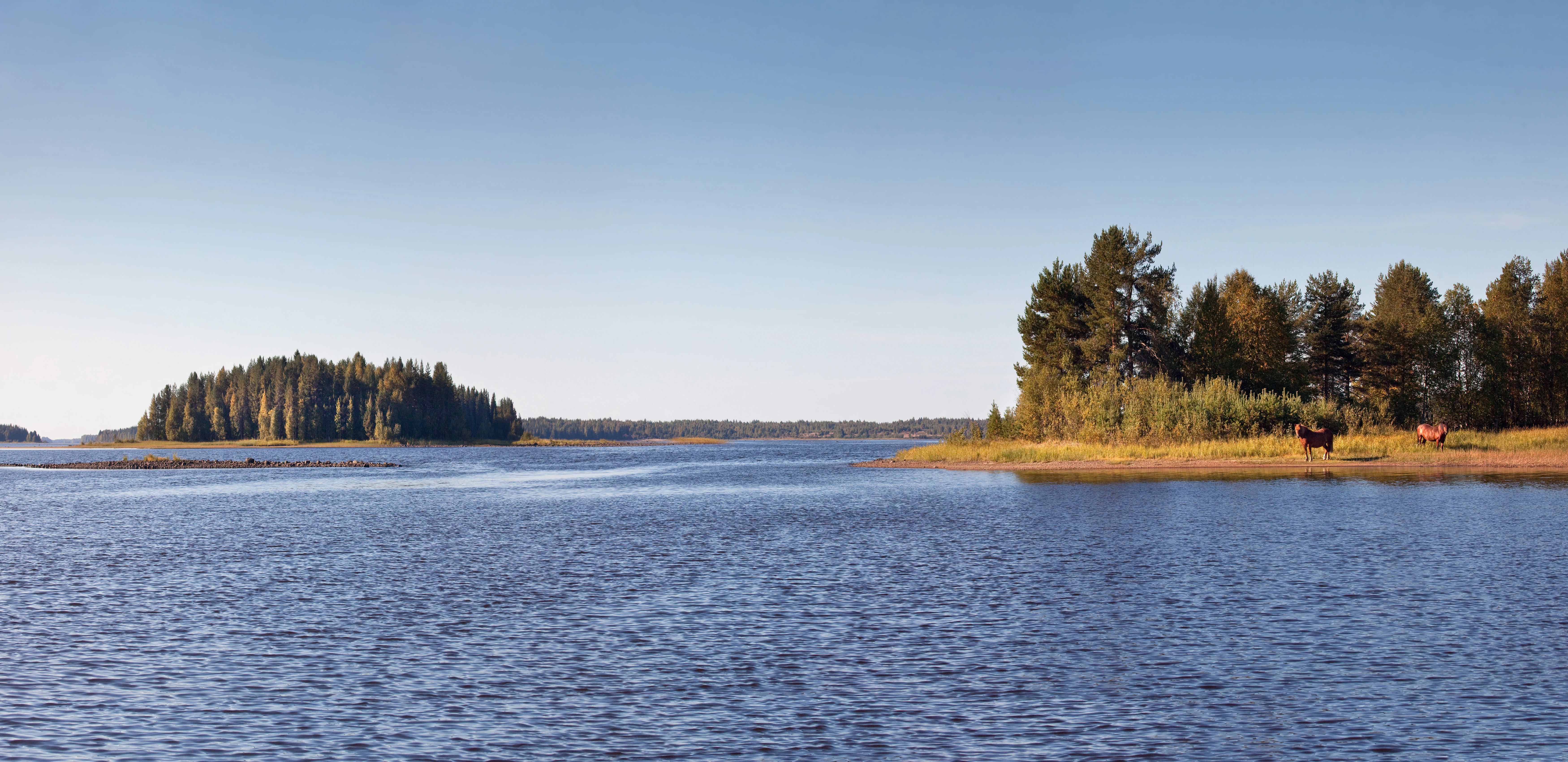 Calm lake with forested island in the distance and trees on the shore under clear sky
