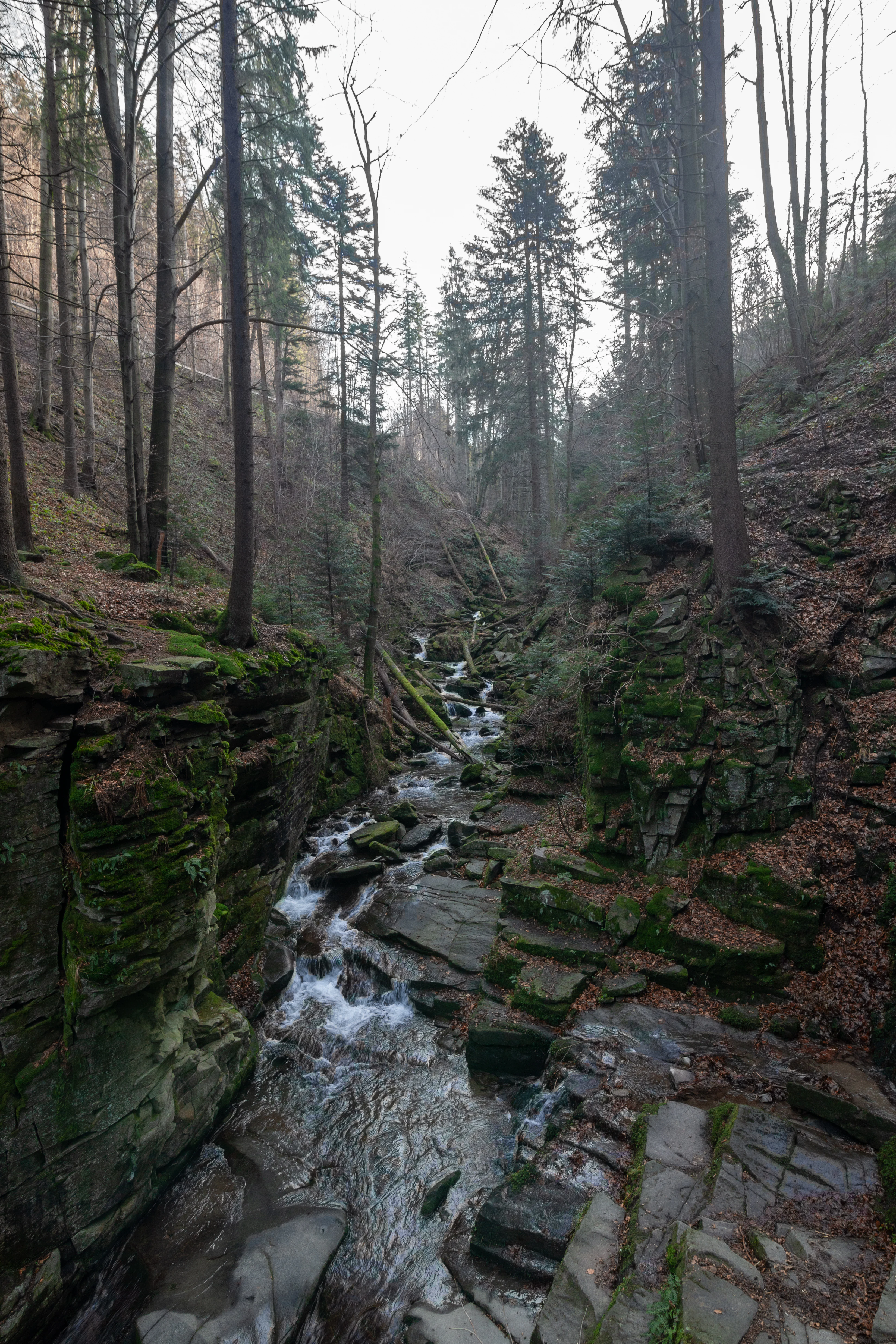 A small mountain stream flowing over flat stone steps and rocky cascades in a deep forest gorge, framed by tall pine and deciduous trees.