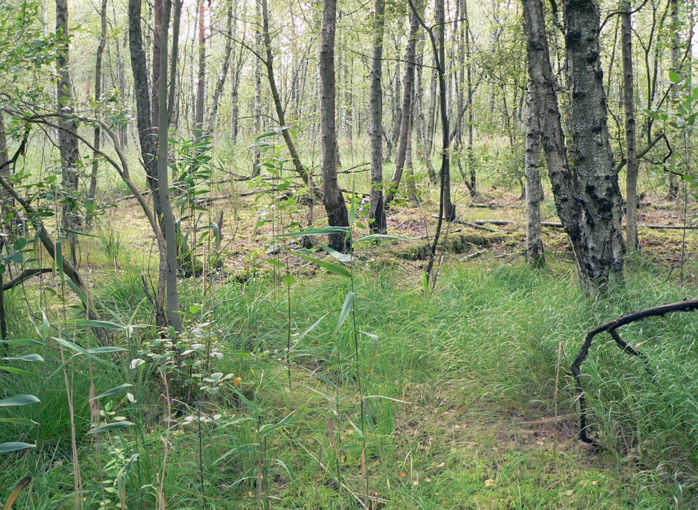 A swampy woodland scene in Vogelmoor featuring thin birch trees with light bark growing amidst tall grasses, ferns, and patches of standing water on the ground.