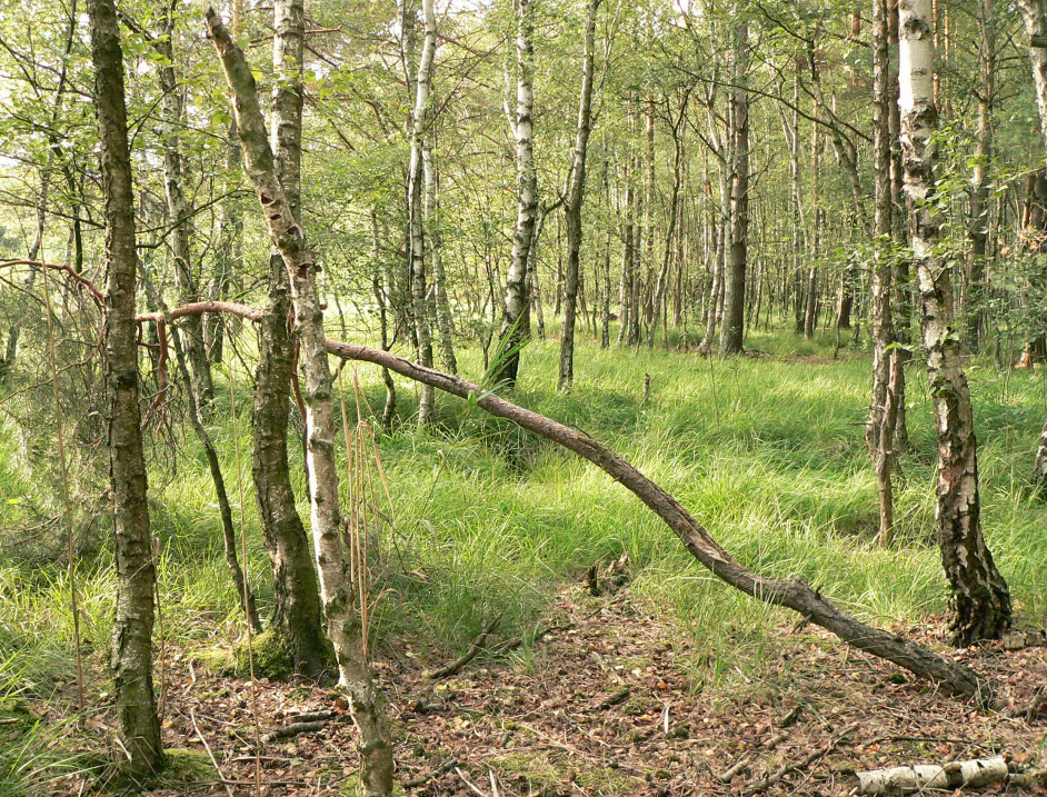 A swampy forest floor covered in tall green grass with several white-barked birch trees, including one fallen trunk crossing the scene.