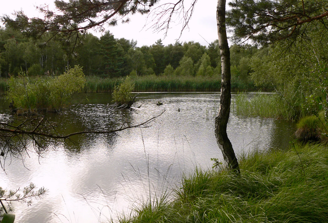 A calm, dark pond in a moorland setting, surrounded by tall grasses, reeds, and birch trees under an overcast sky.