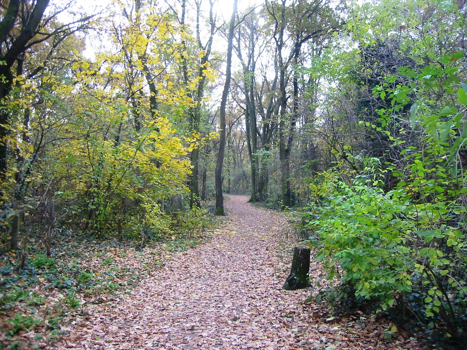 A dirt path covered in fallen leaves winding into a dense, deciduous forest.