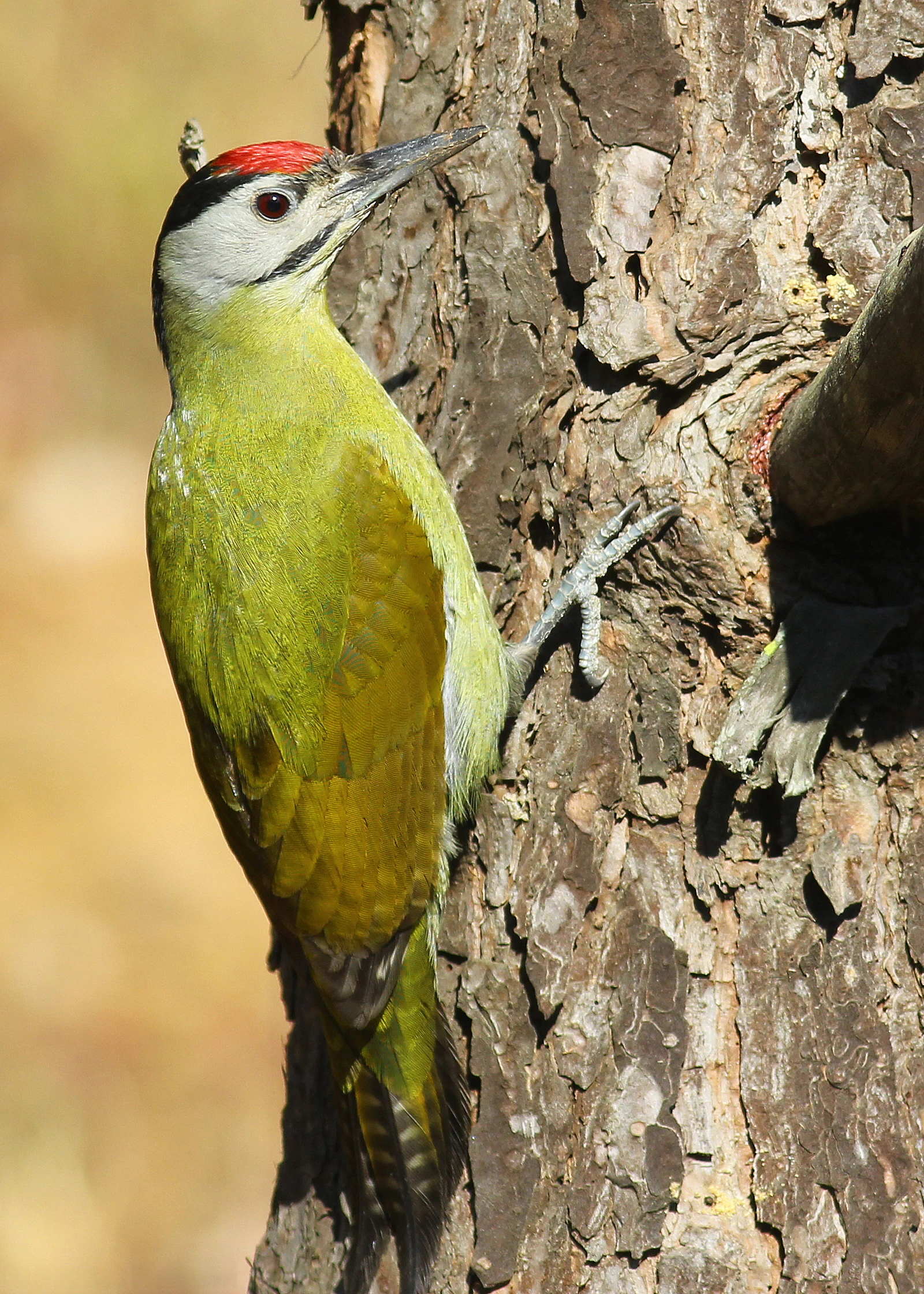 Un pito cano macho con plumaje verde y una distintiva mancha roja en la coronilla, aferrado verticalmente a la corteza de un tronco rugoso.