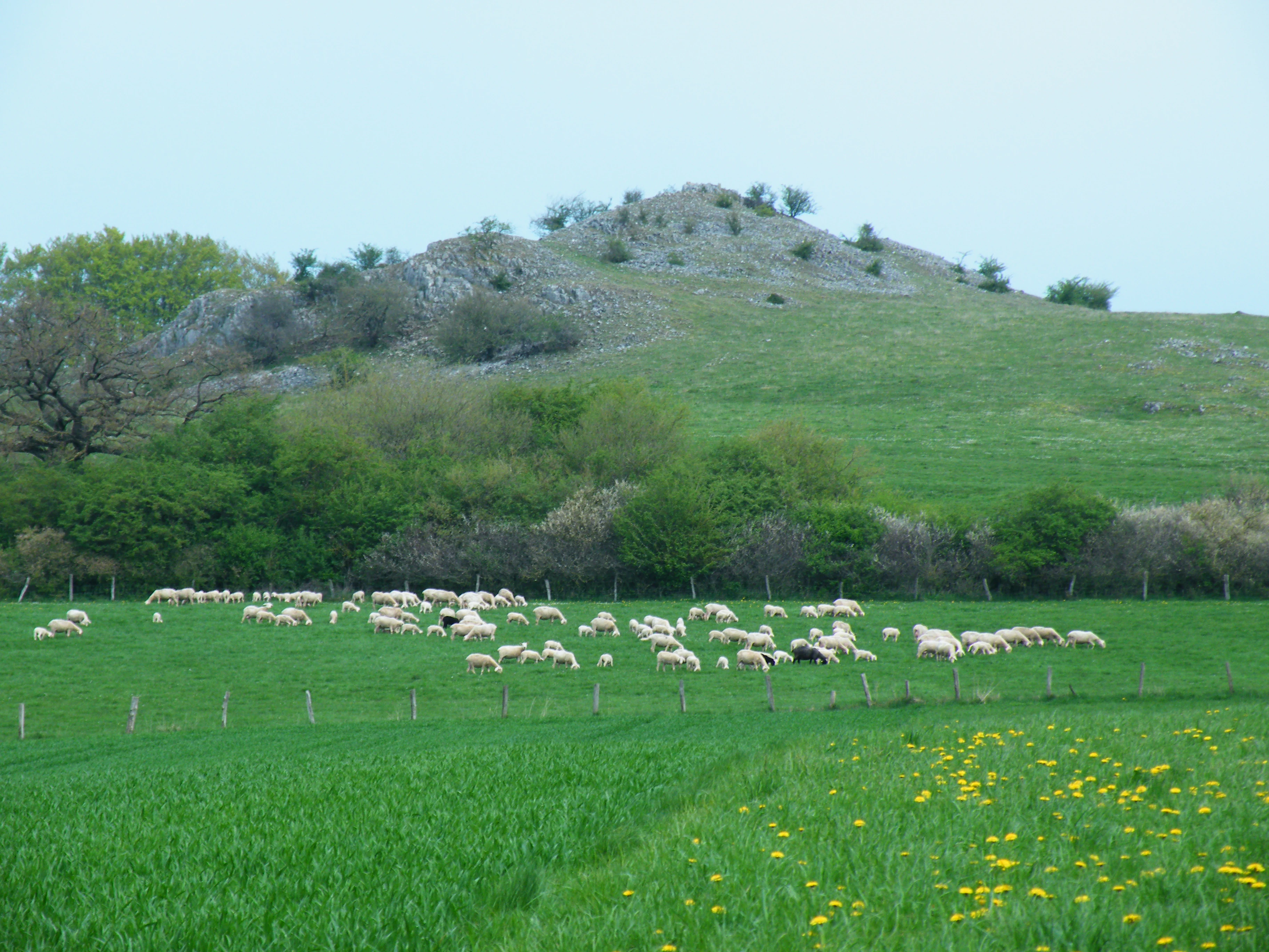 Vista amplia de una pradera verde con un rebaño de ovejas pastando, con una colina cubierta de hierba y árboles al fondo bajo un cielo nublado.